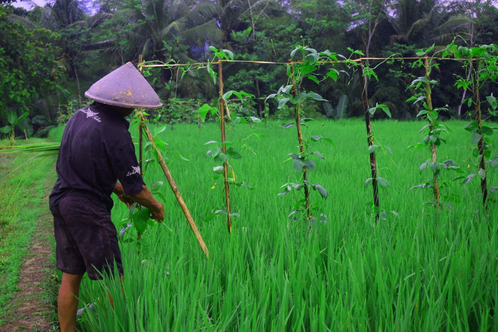 Nikon D3300 sample photo. Farmer, father, village photography