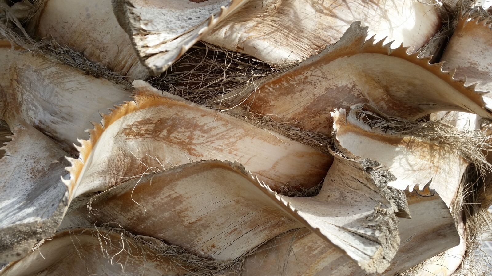 Samsung Galaxy S5 sample photo. Bark, tree, nature photography
