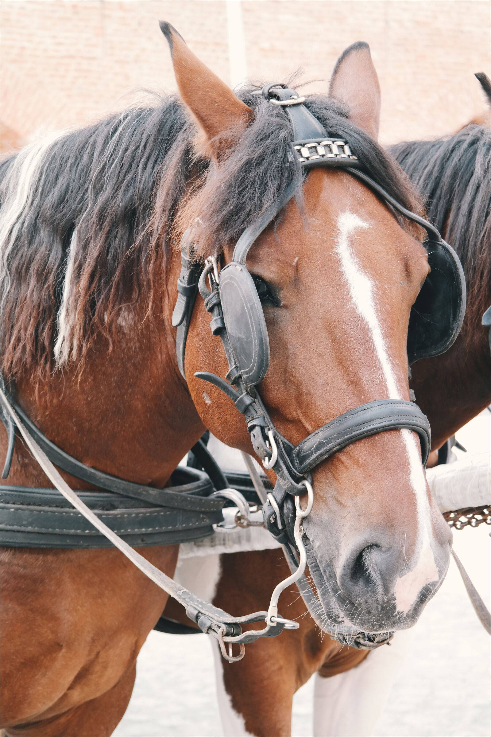 Samsung NX300 sample photo. Animal, brown, close, up photography