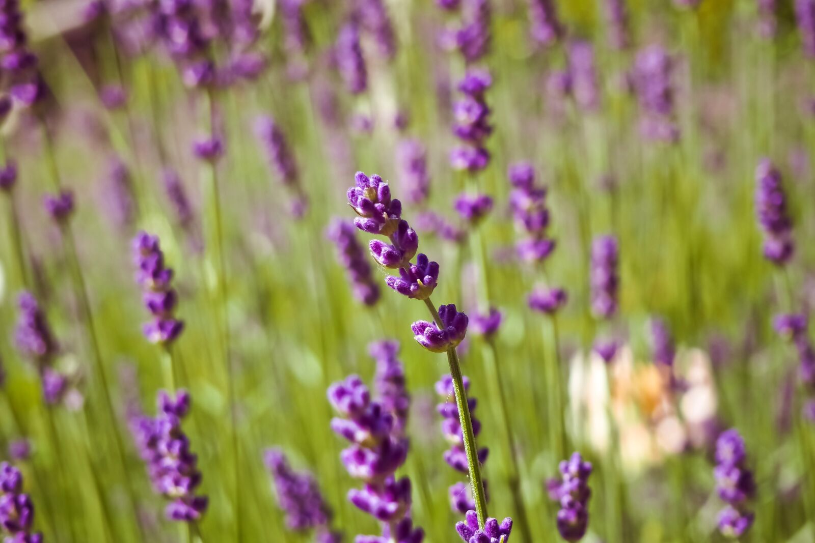 Olympus OM-D E-M10 sample photo. Lavender, plant, nature photography