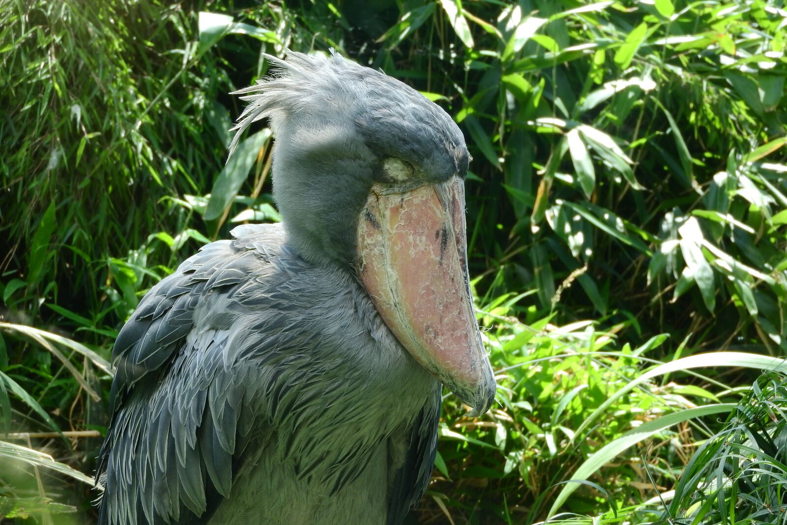 Nikon Coolpix P610 sample photo. Shoebill, balaeniceps rex, african photography