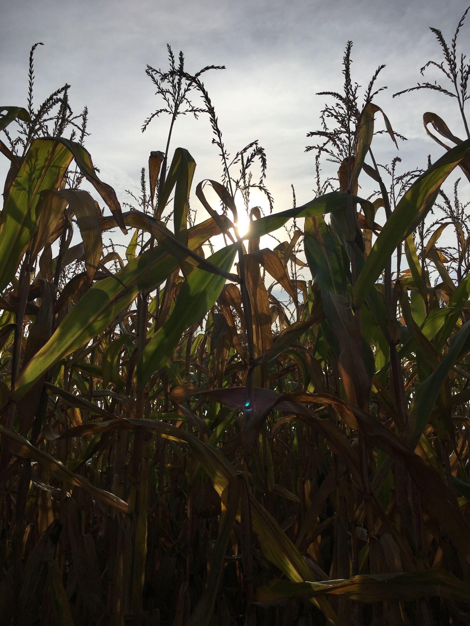 Apple iPhone 6s sample photo. Autumn, corn, corn on photography