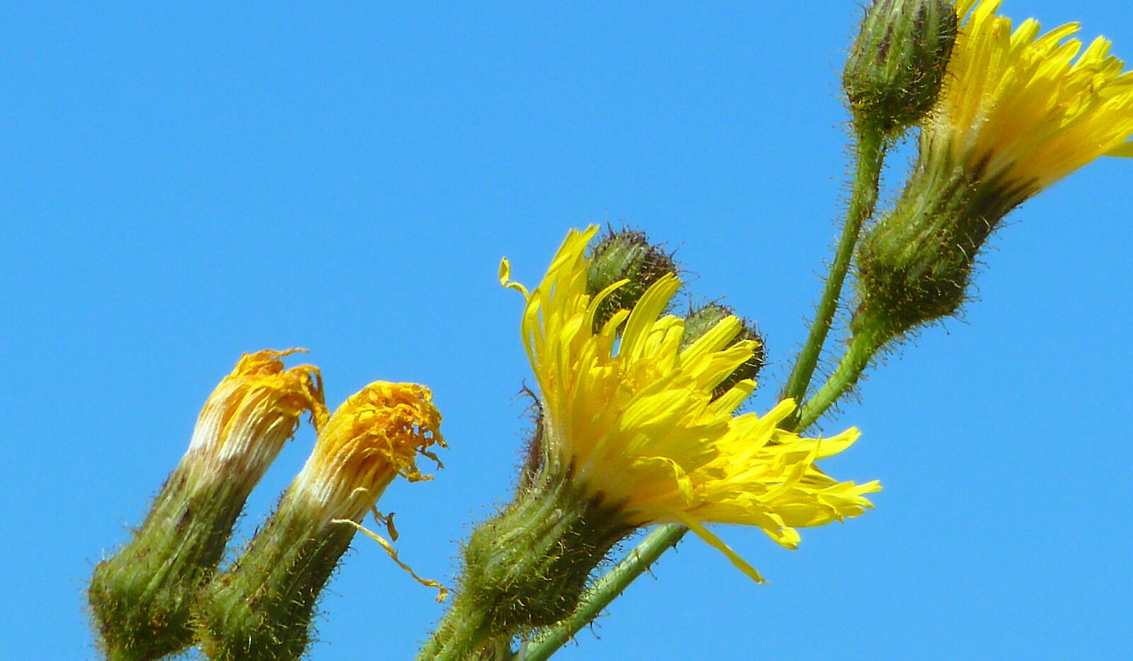 Panasonic DMC-TZ7 sample photo. Beach flower, beach, sand photography