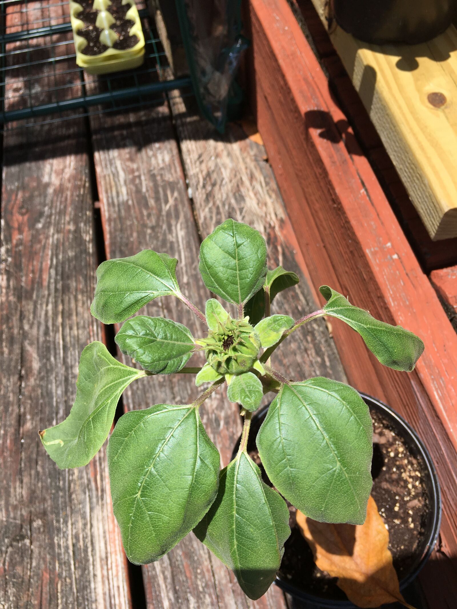Apple iPhone 6s sample photo. Sunflower, plant, summer photography