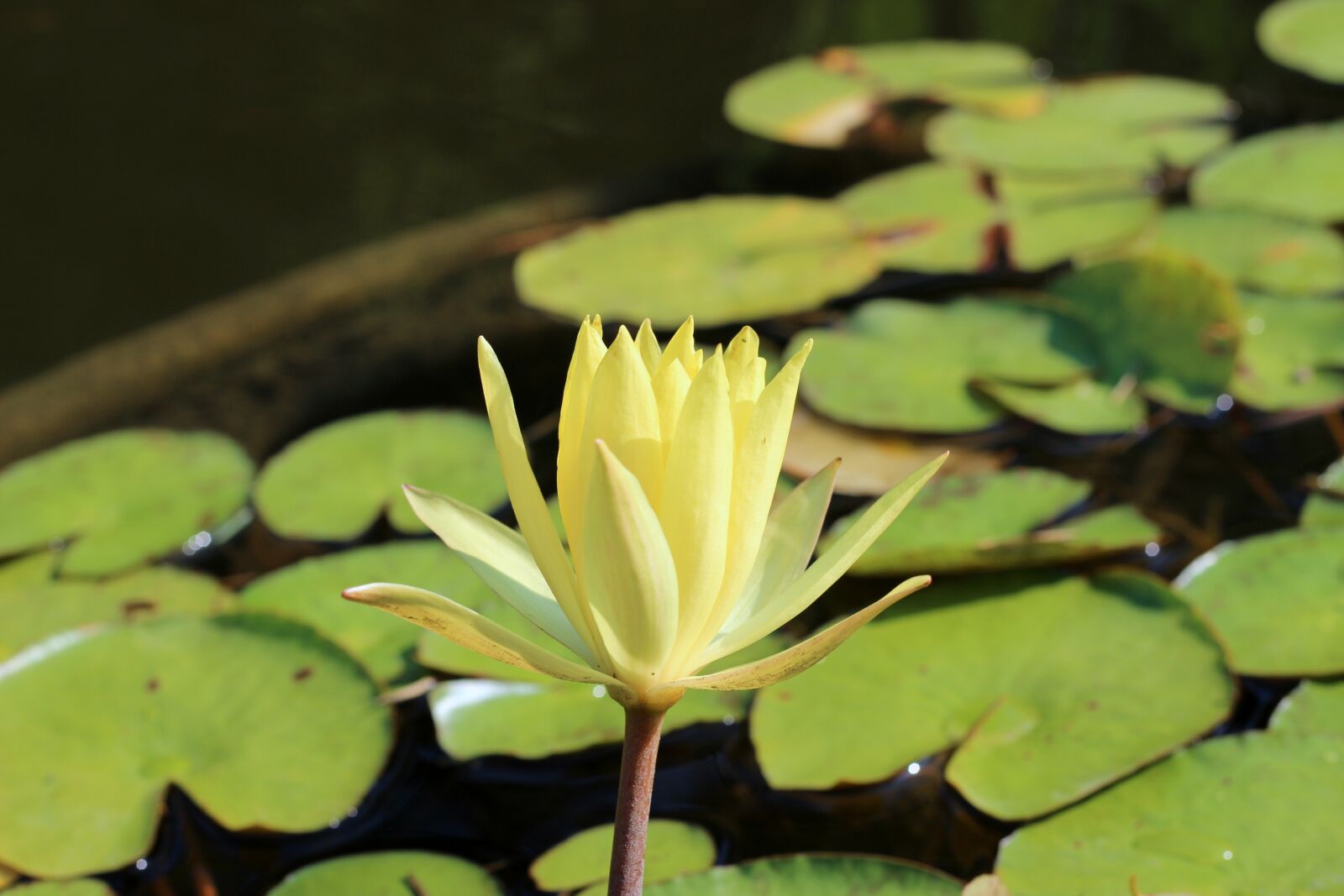 Canon EOS 600D (Rebel EOS T3i / EOS Kiss X5) + Canon EF 50mm F1.8 STM sample photo. Water lily, blossom, bloom photography