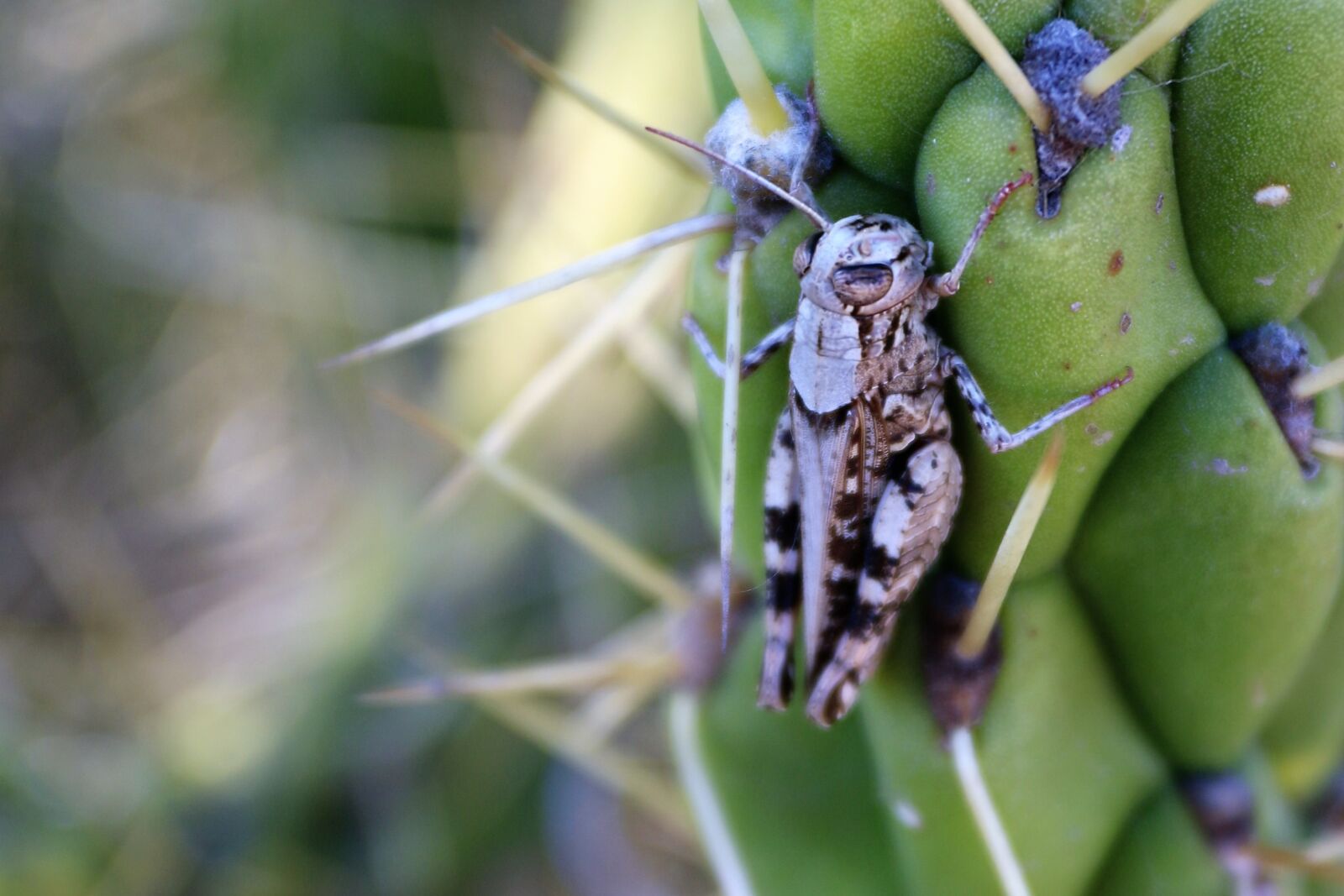 Canon EOS 70D + Canon EF 17-40mm F4L USM sample photo. Cricket, cactus, insect photography