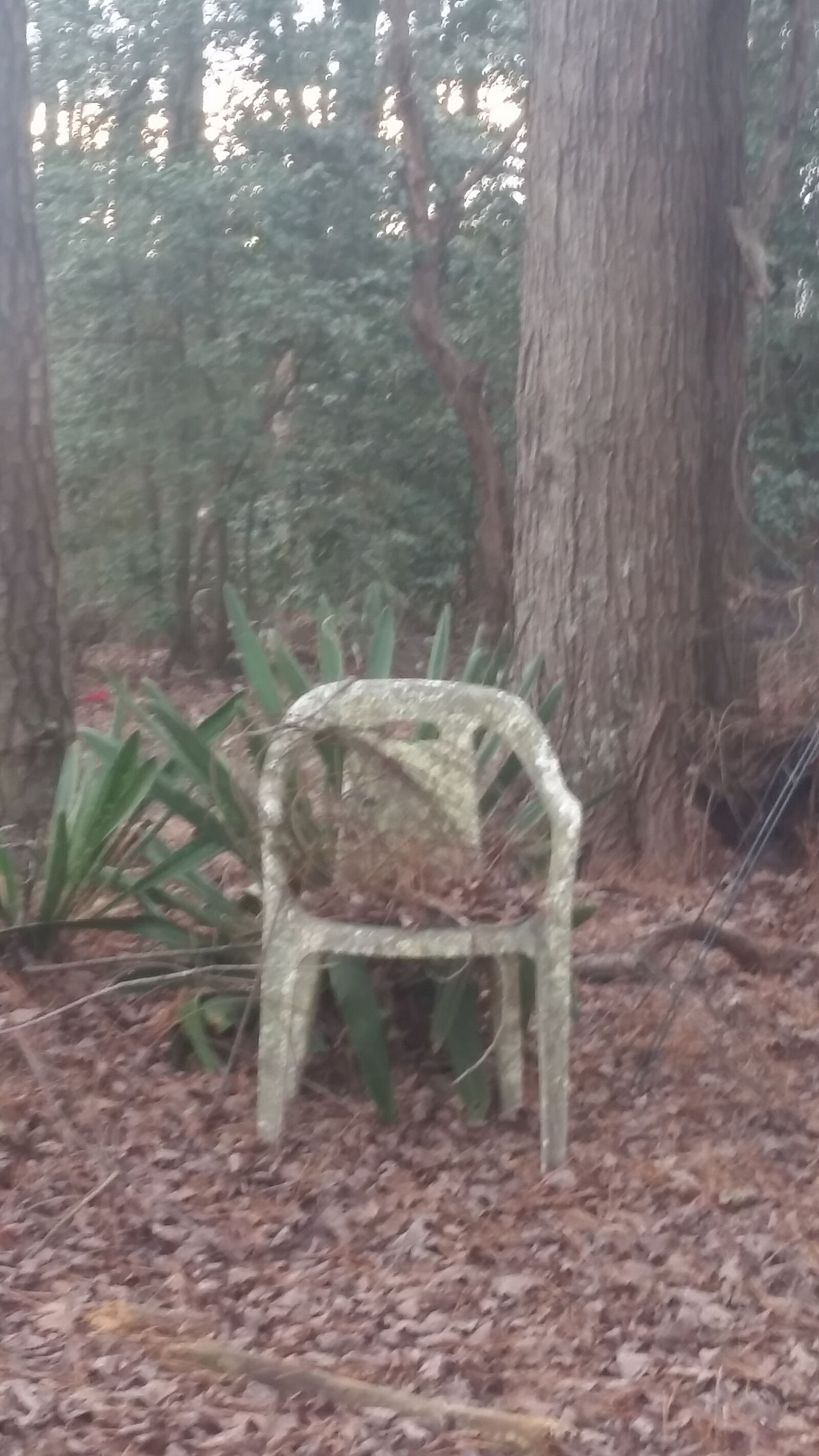Samsung Galaxy S5 sample photo. Trees, old, chair photography