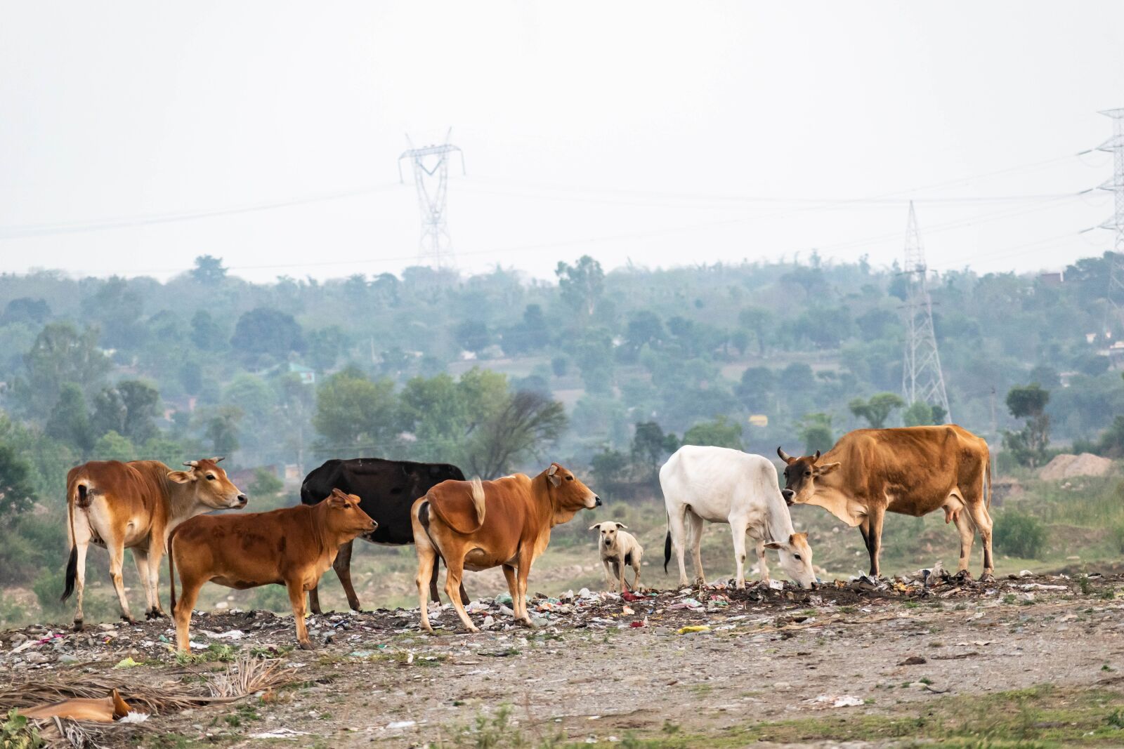 Nikon D3300 sample photo. Cows, cattle, farm photography