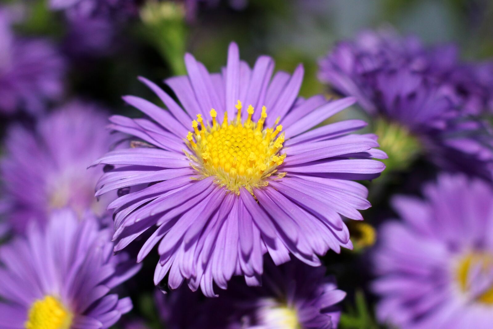 Canon EOS 550D (EOS Rebel T2i / EOS Kiss X4) sample photo. Flower, spring, spring flower photography