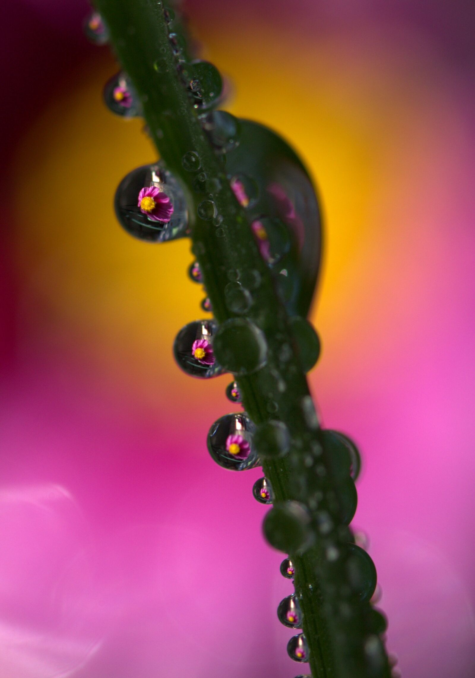Canon EF-S 60mm F2.8 Macro USM sample photo. Drops, plant, macro photography