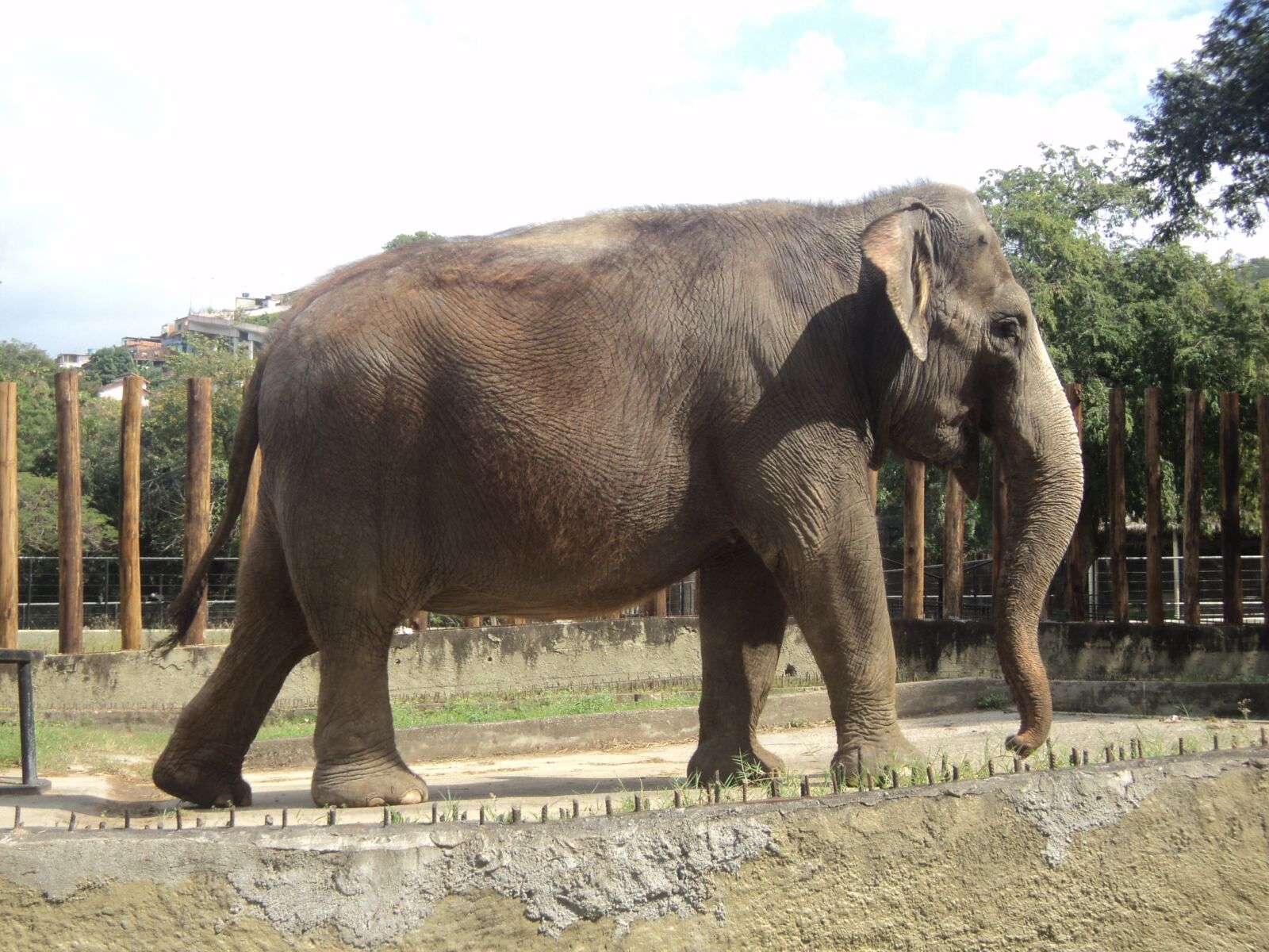 Sony Cyber-shot DSC-W310 sample photo. Elephant, nature, zoo photography