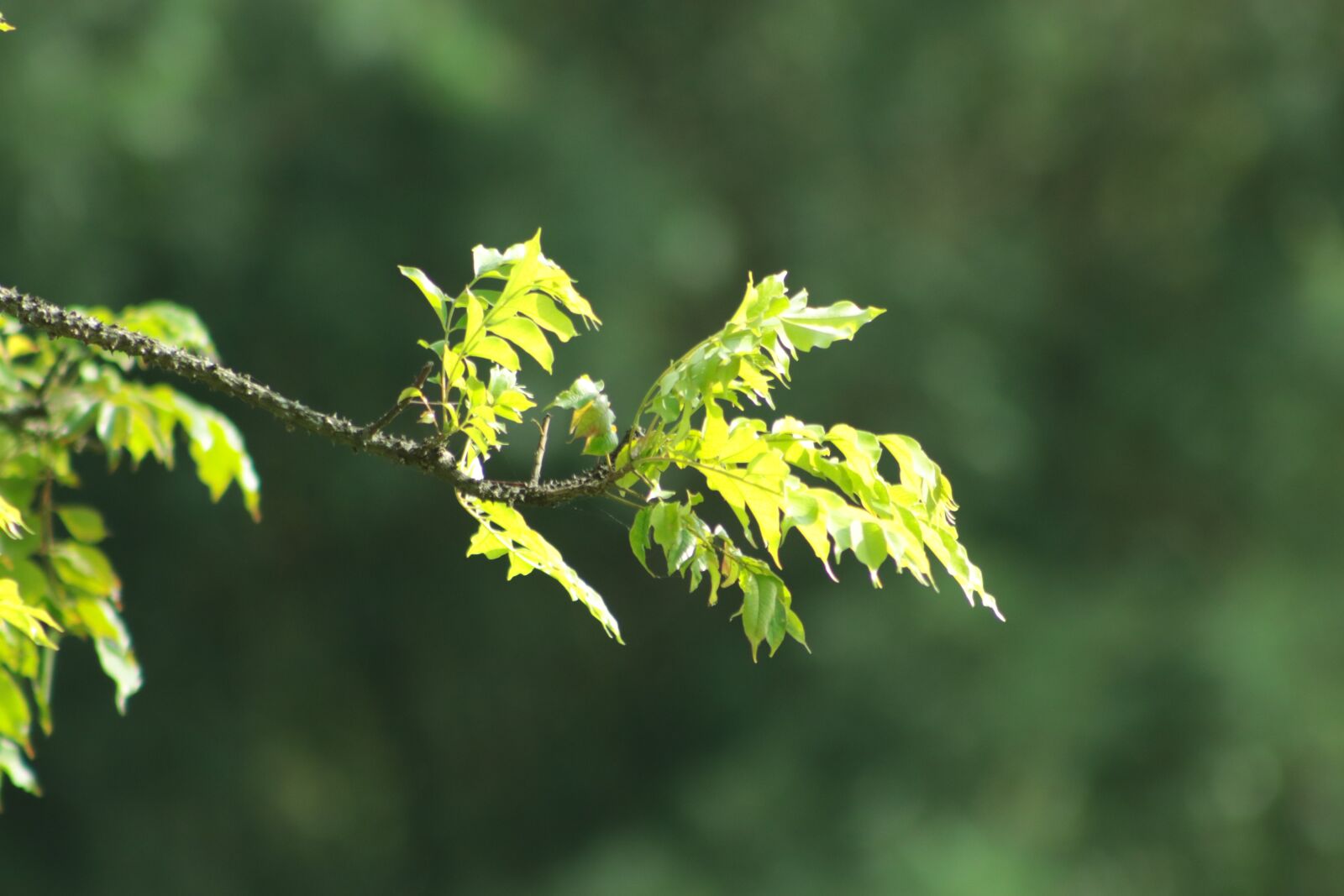 Canon EF75-300mm f/4-5.6 sample photo. Tree, blur, nature photography