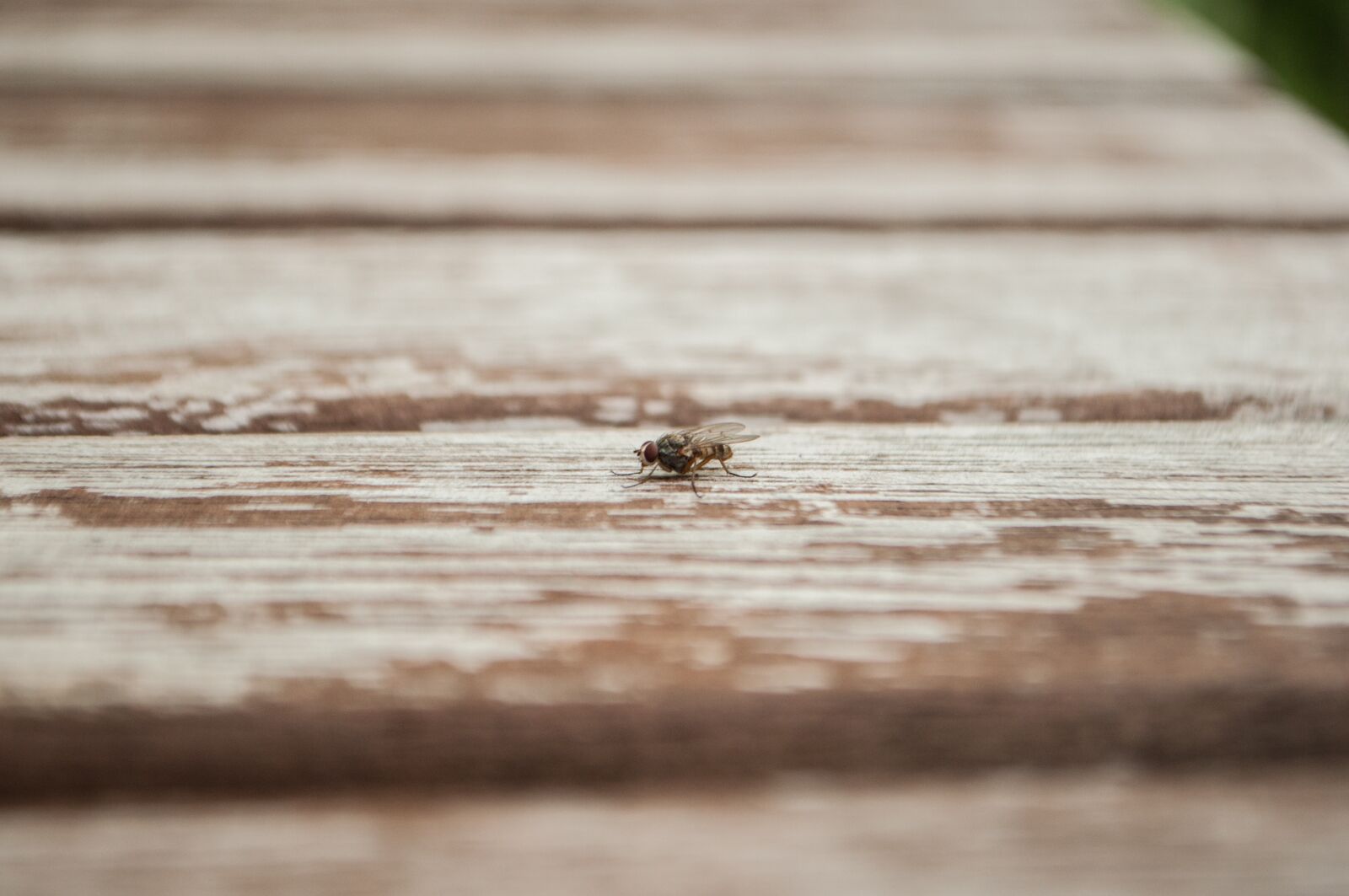 Nikon D5000 sample photo. Table, fly, wood photography