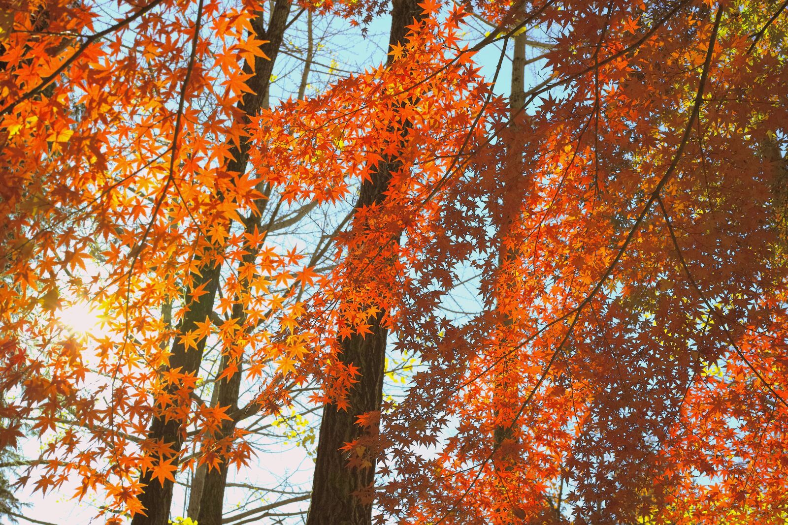 Sigma DP2 Merrill sample photo. Sunbeams, autumn, japan photography