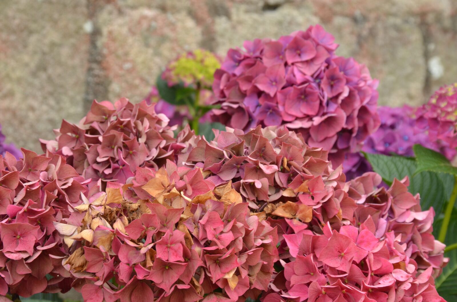 Nikon D7000 sample photo. Hydrangea, pink, flower photography