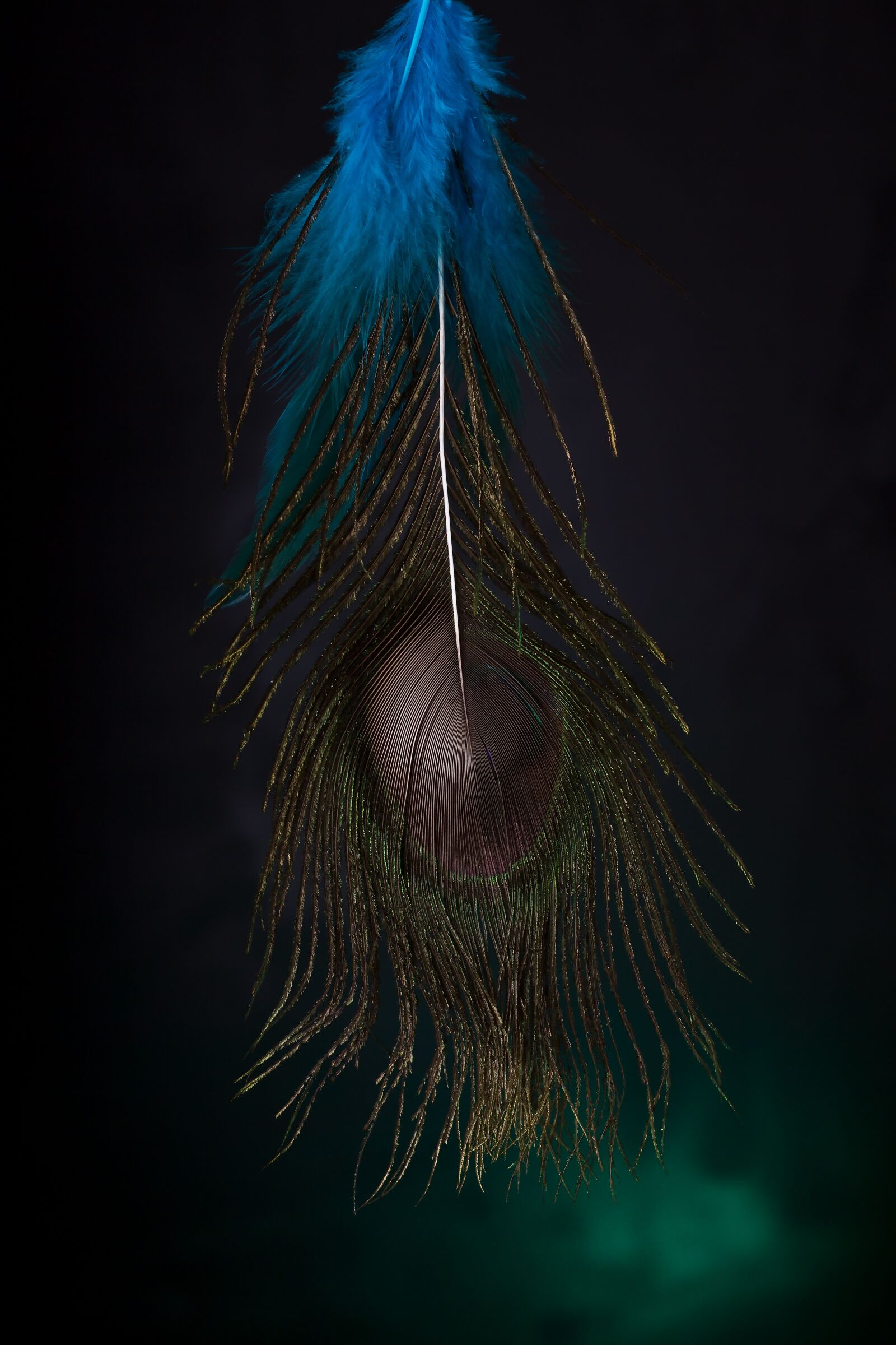 Canon EOS 7D sample photo. Feather, dark, book cover photography