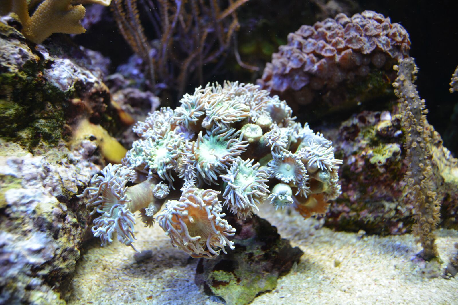 Nikon D5200 sample photo. Underwater world, water, underwater photography