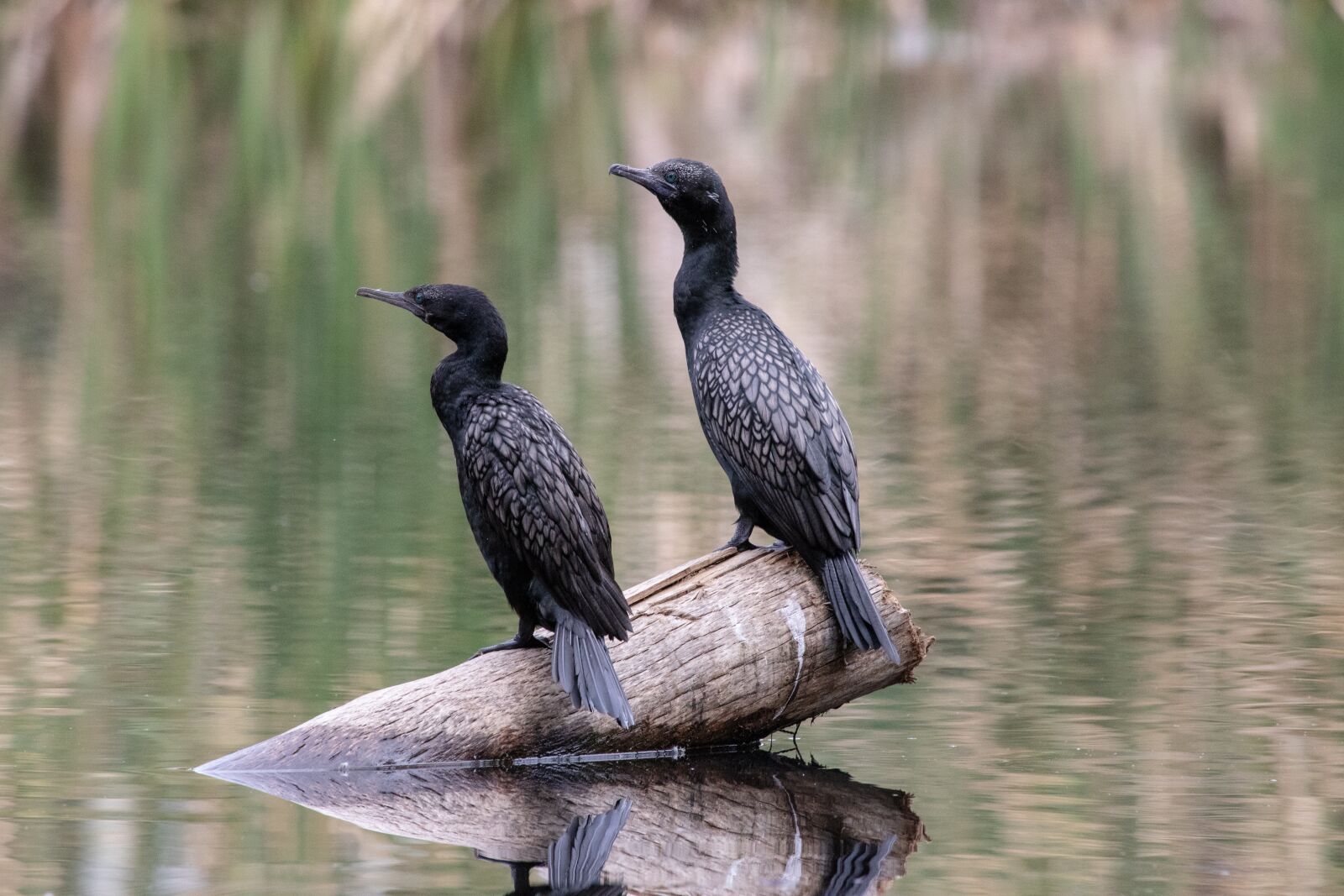 Canon EF 100-400mm F4.5-5.6L IS USM sample photo. Bird, wildlife, nature photography