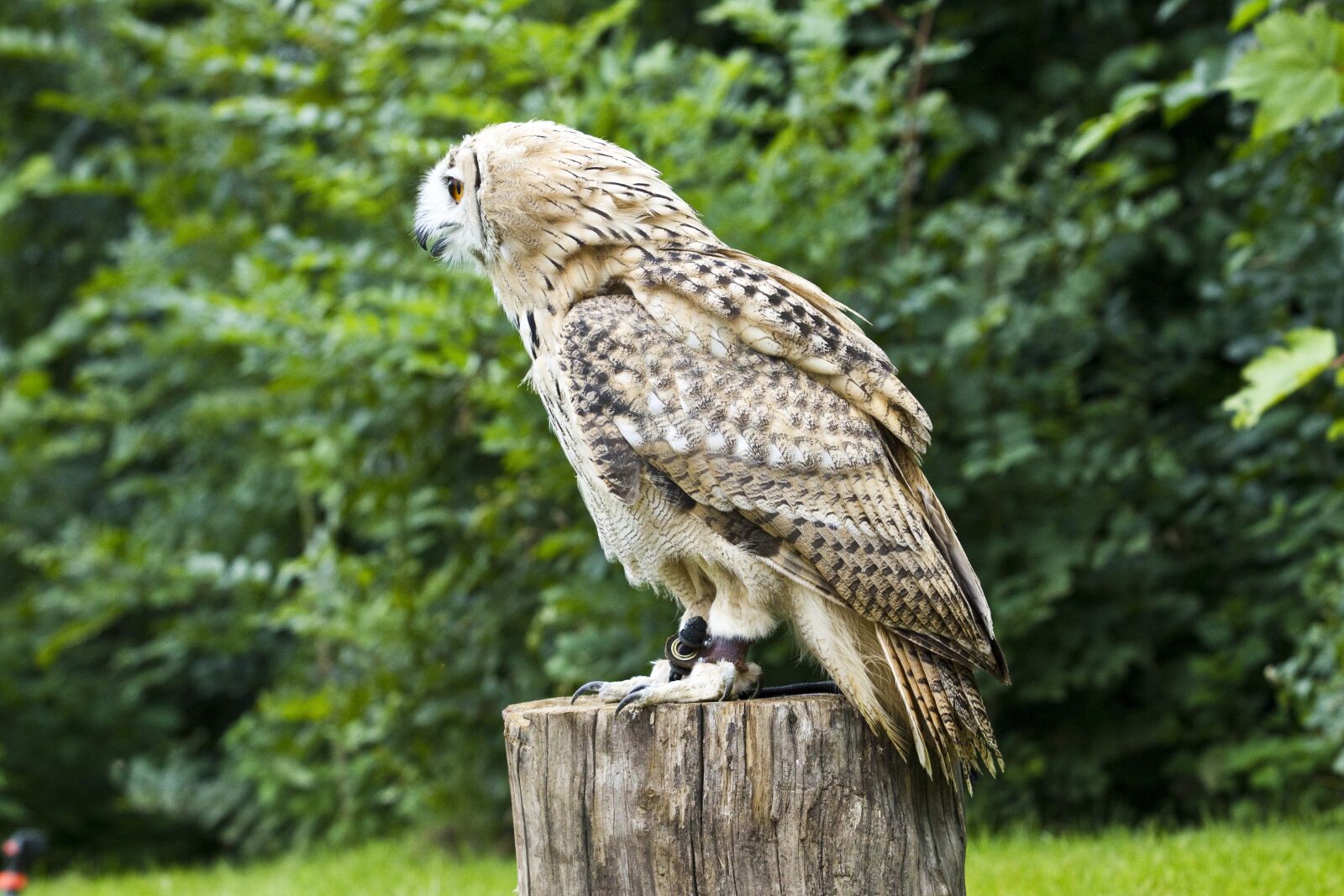 Canon EOS-1D Mark IV sample photo. Bird of prey, owl photography