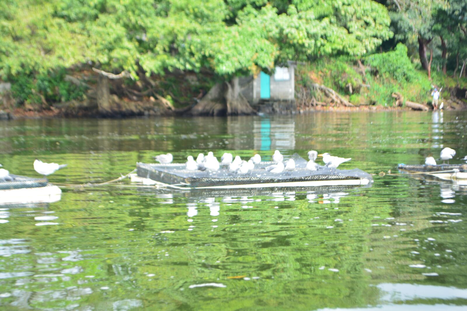 Nikon D5200 sample photo. Lake, birds, nature photography