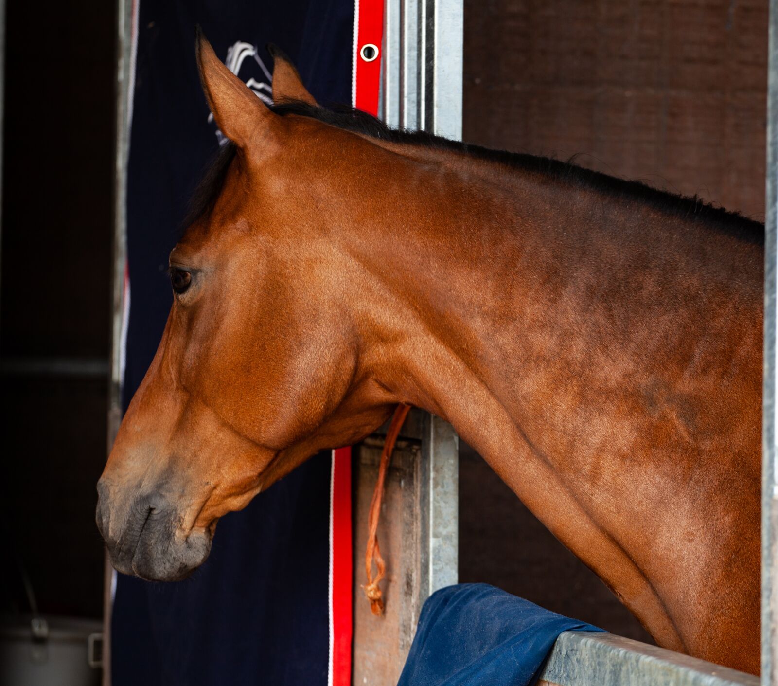 Canon EF 70-200mm F4L USM sample photo. Equestrian, horse, competition photography