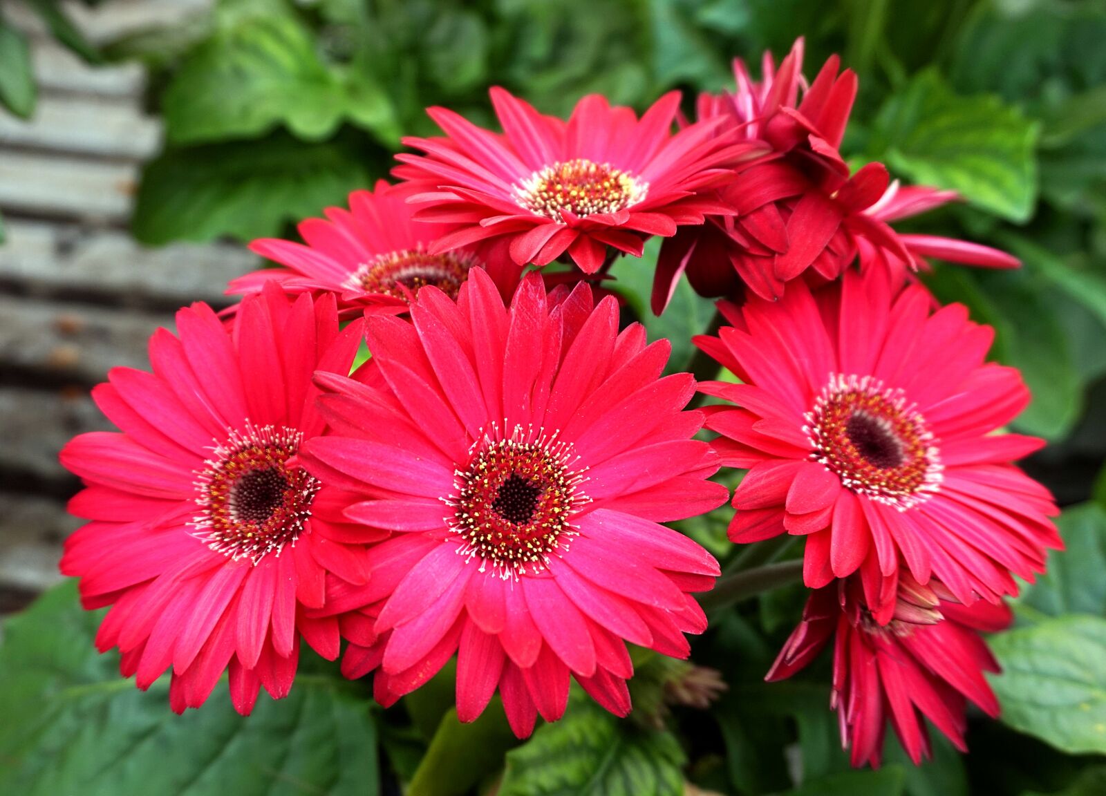 Sony Alpha a5000 (ILCE 5000) sample photo. Daisies, blossom, bloom photography