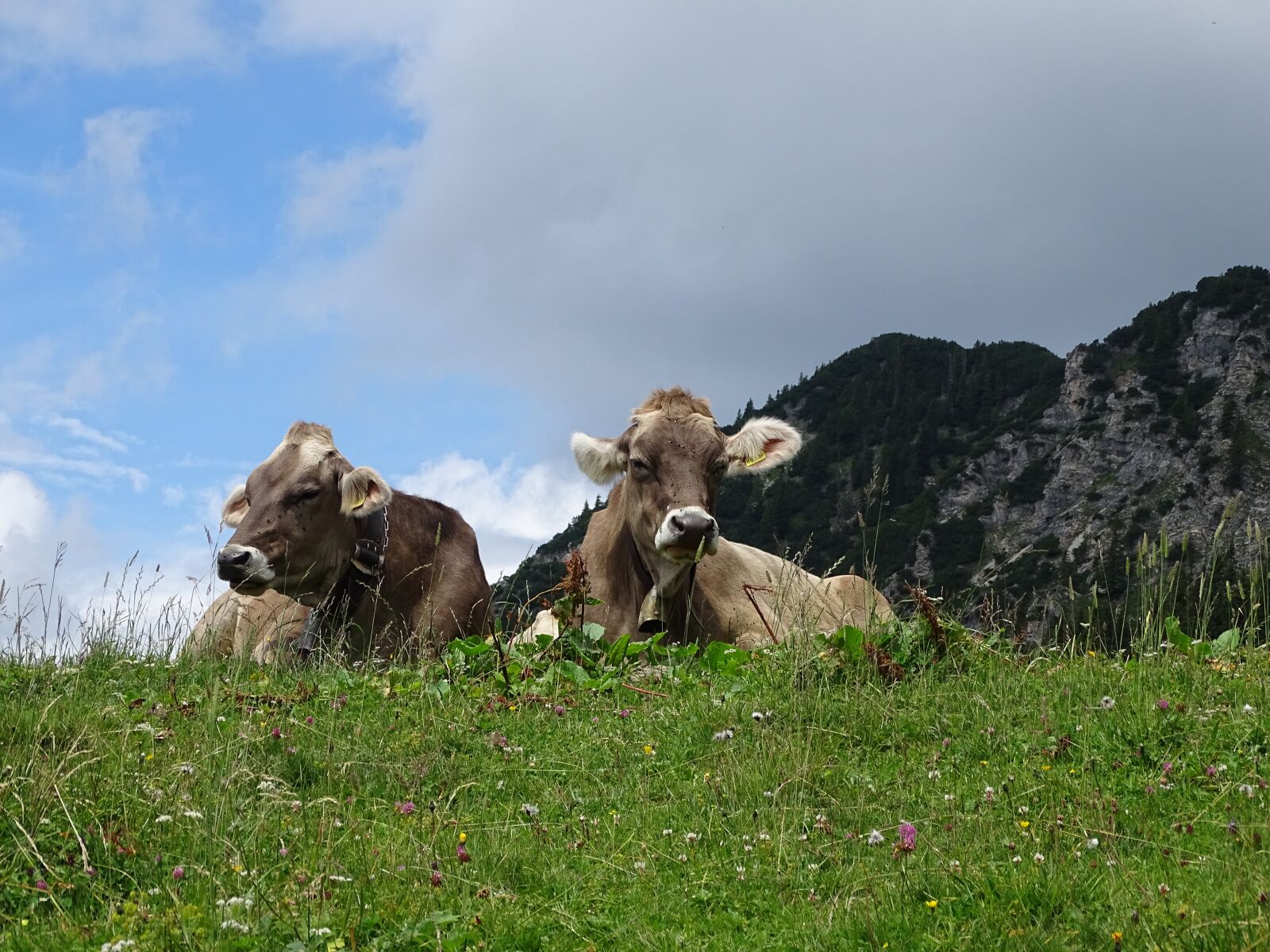 Sony Cyber-shot DSC-HX400V sample photo. Nature, austria, ruminant photography