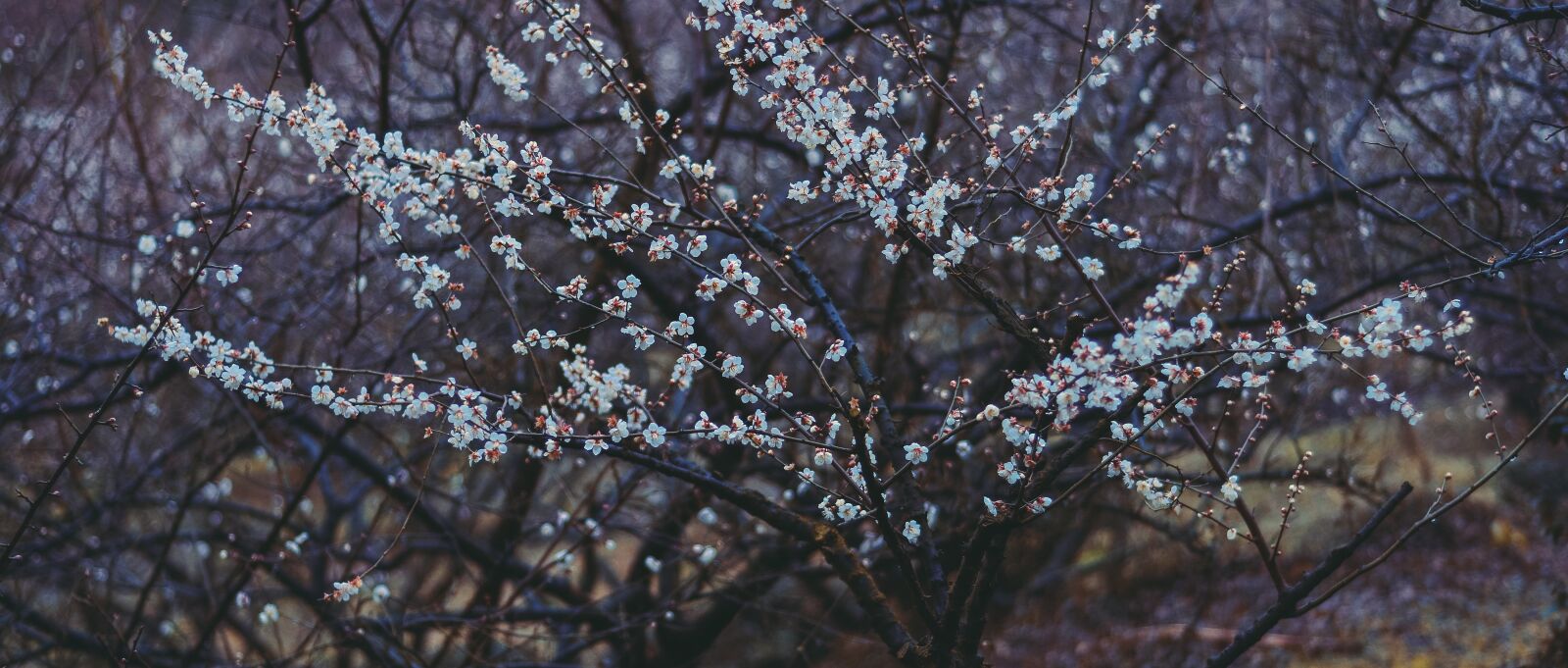 Nikon D7100 sample photo. China wind, suzhou, fragrant photography