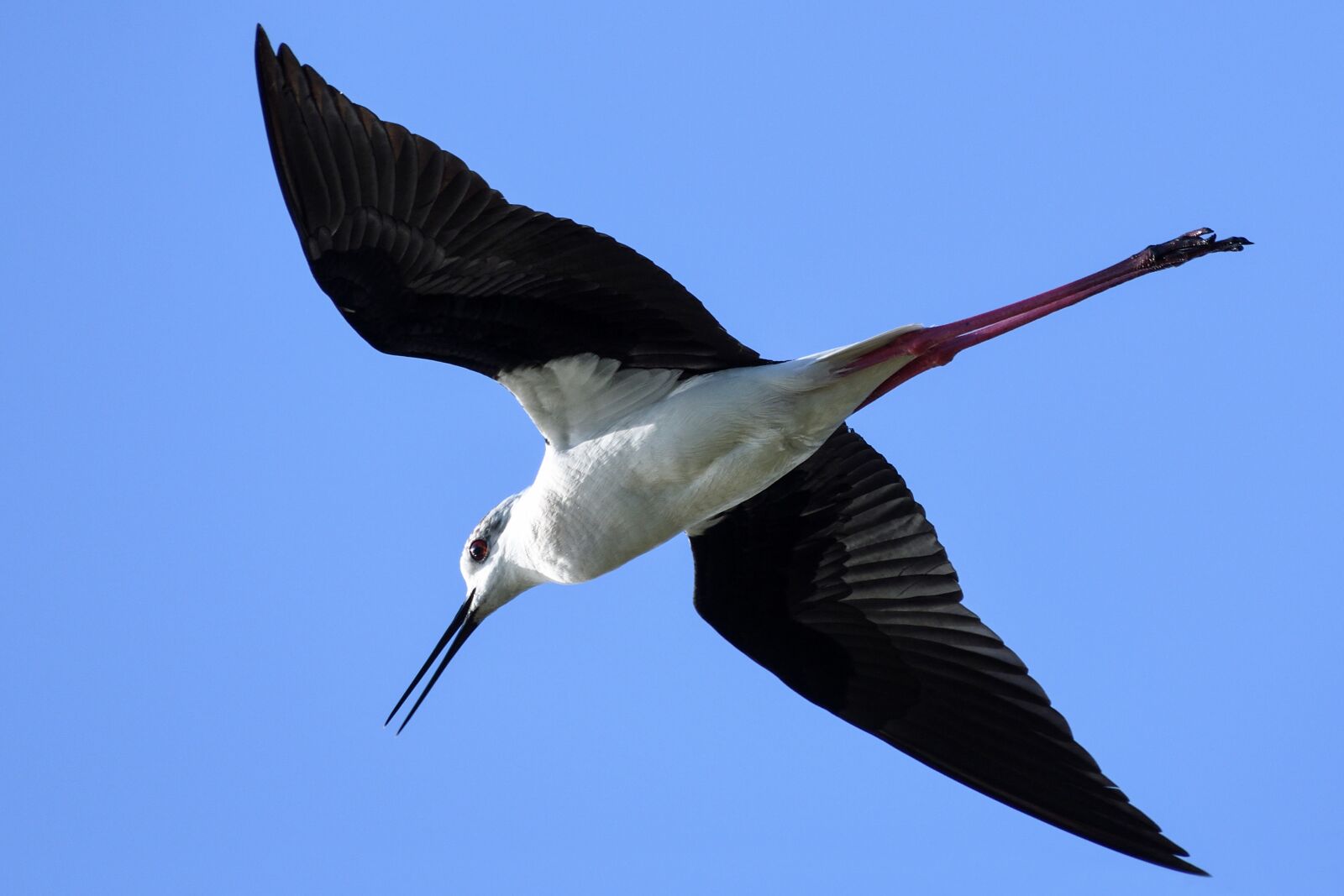 Nikon D500 sample photo. Black-winged stilt, flight, bird photography