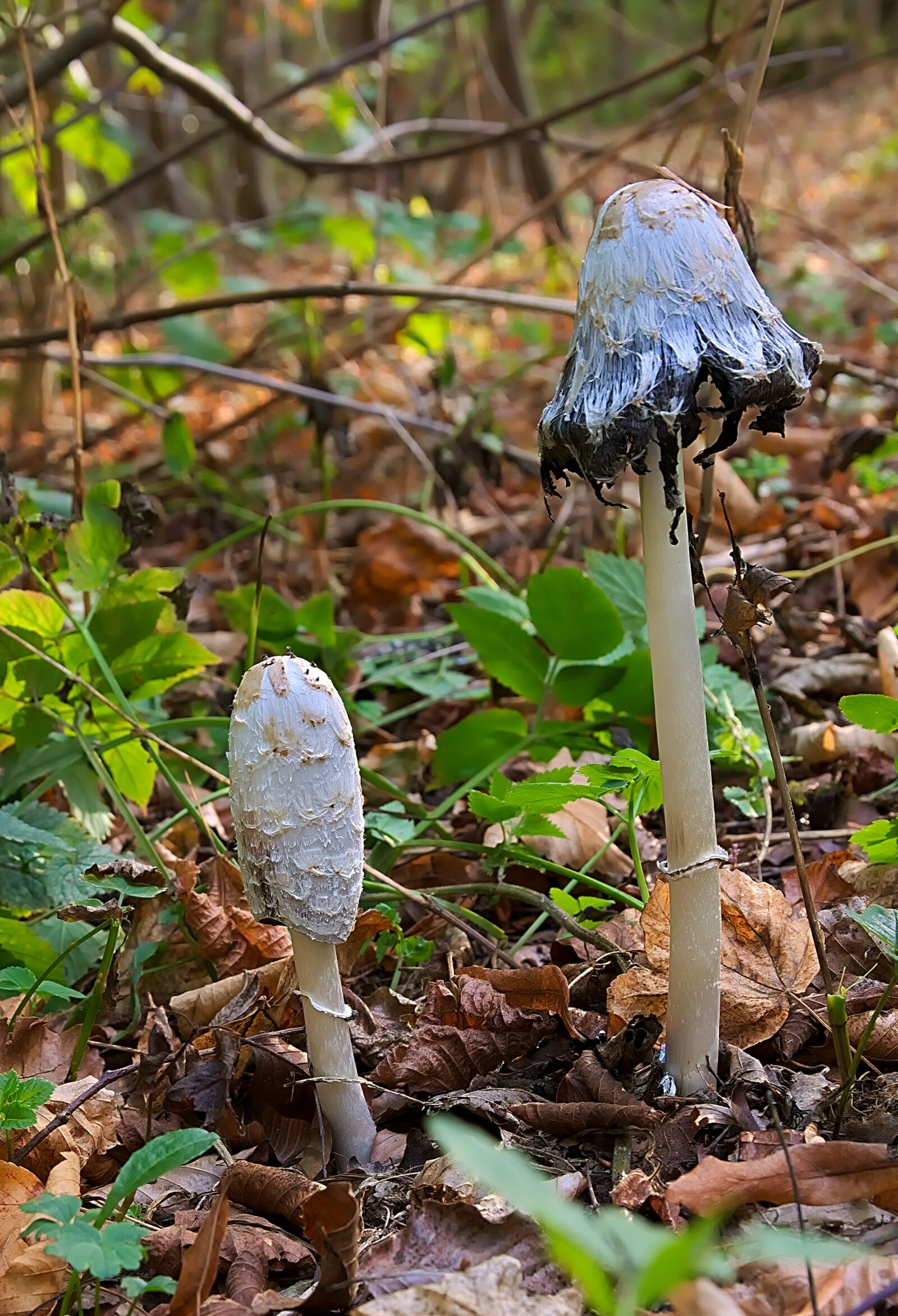 Nikon D3300 sample photo. Mushroom, schopf comatus, autumn photography