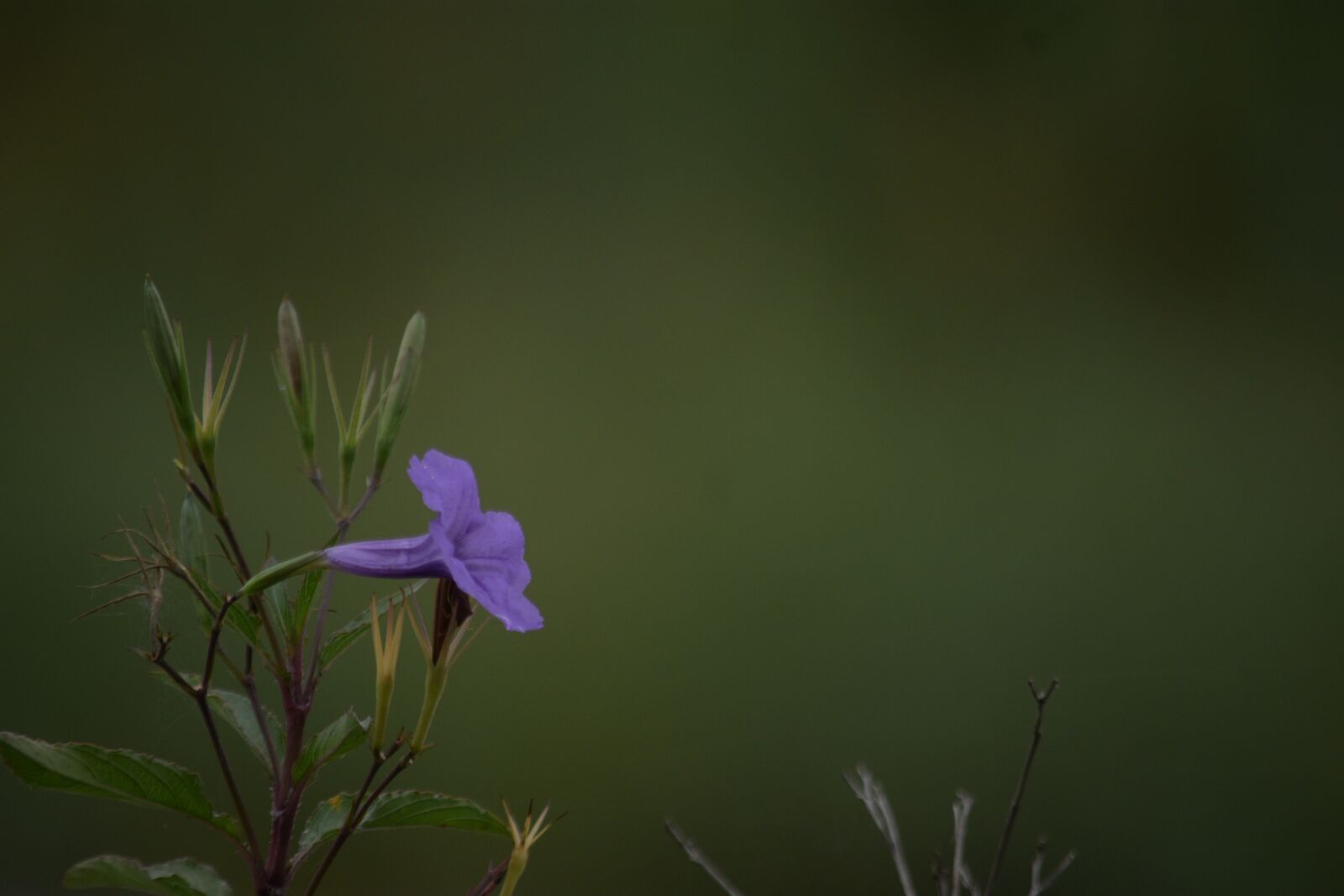 Nikon D3400 sample photo. Flower, petals, bloom photography