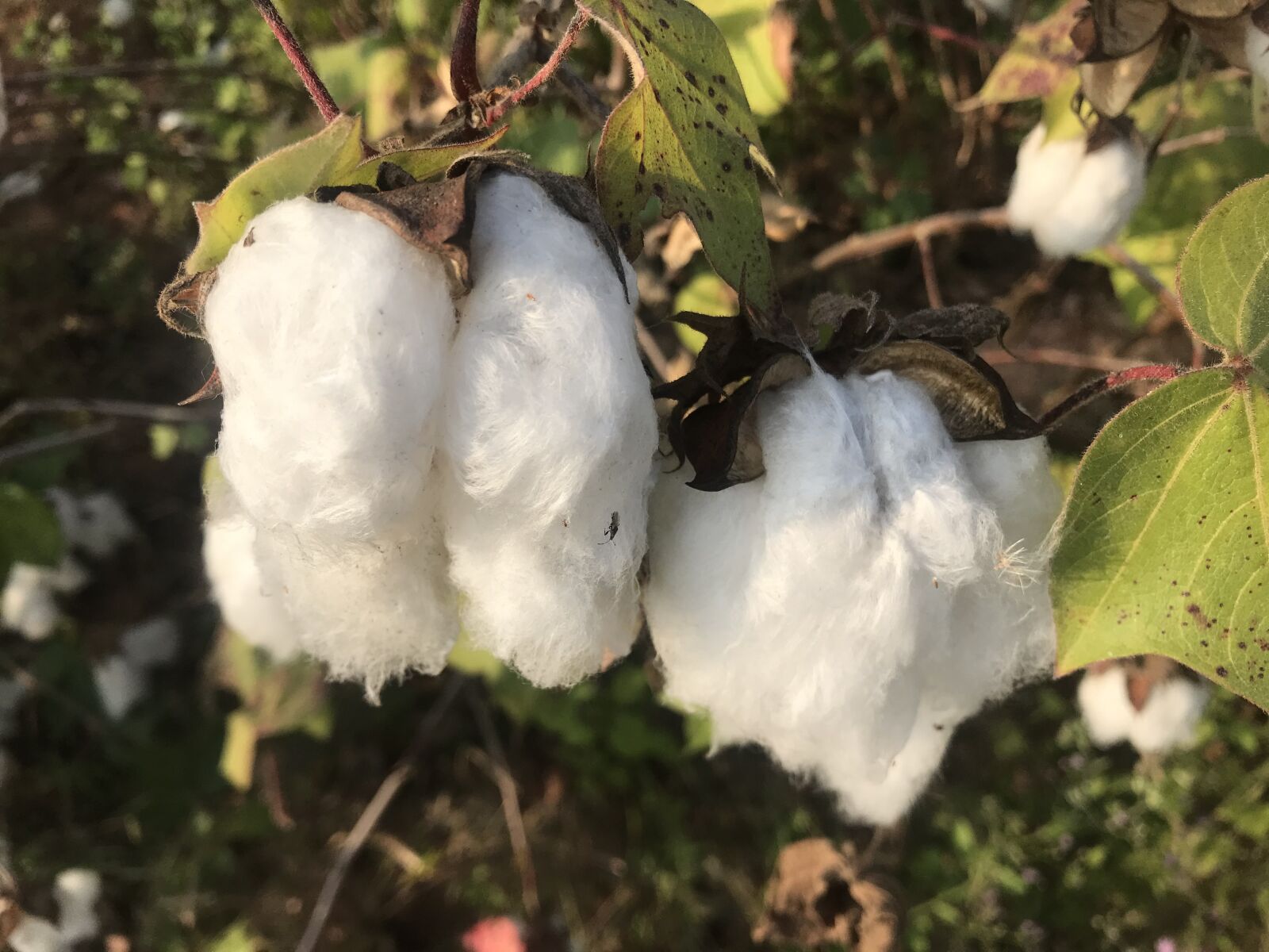 iPhone 7 back camera 3.99mm f/1.8 sample photo. Farm, person growing cotton photography