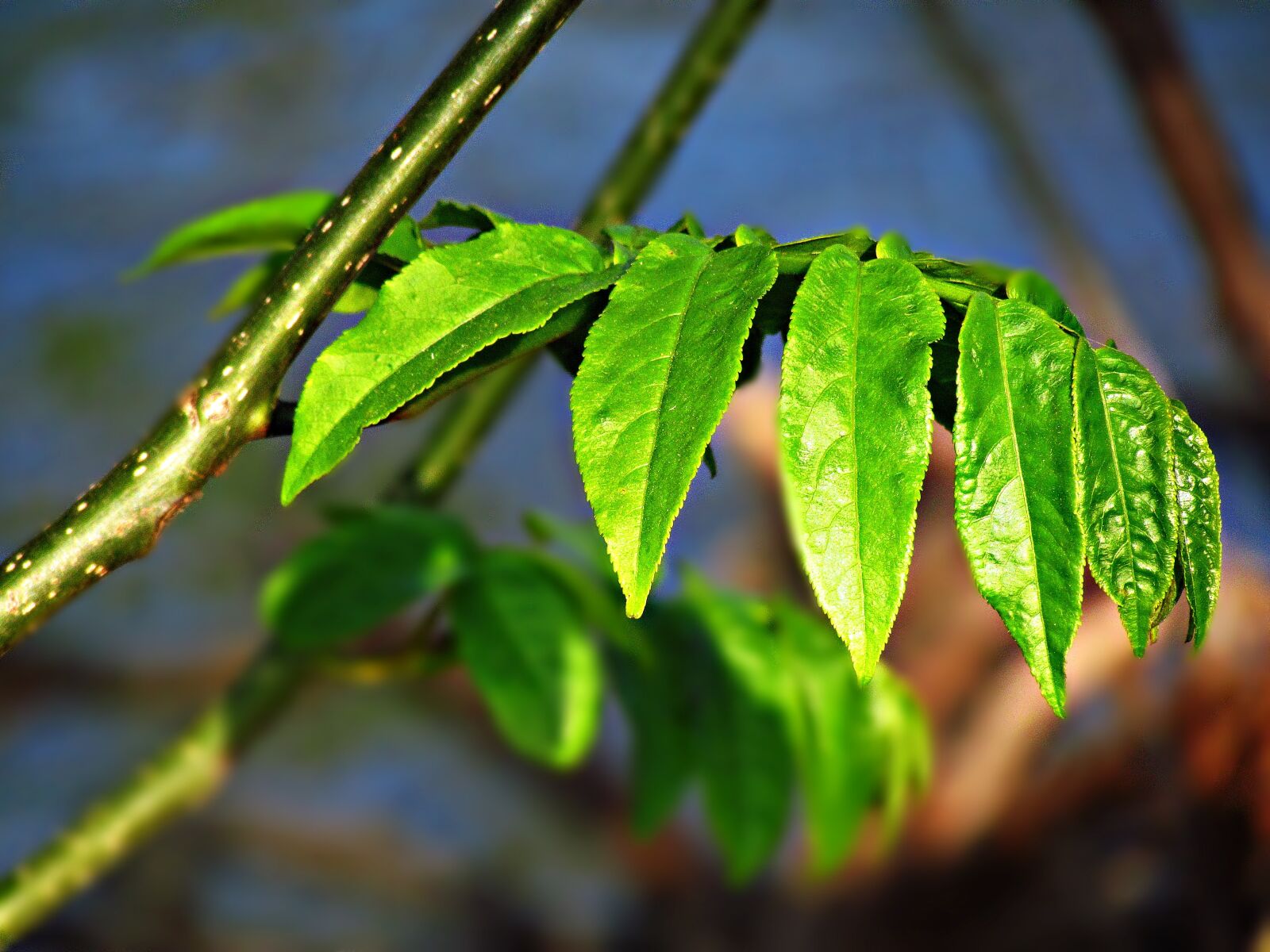 Canon PowerShot SX30 IS sample photo. Foliage, spring, nature photography