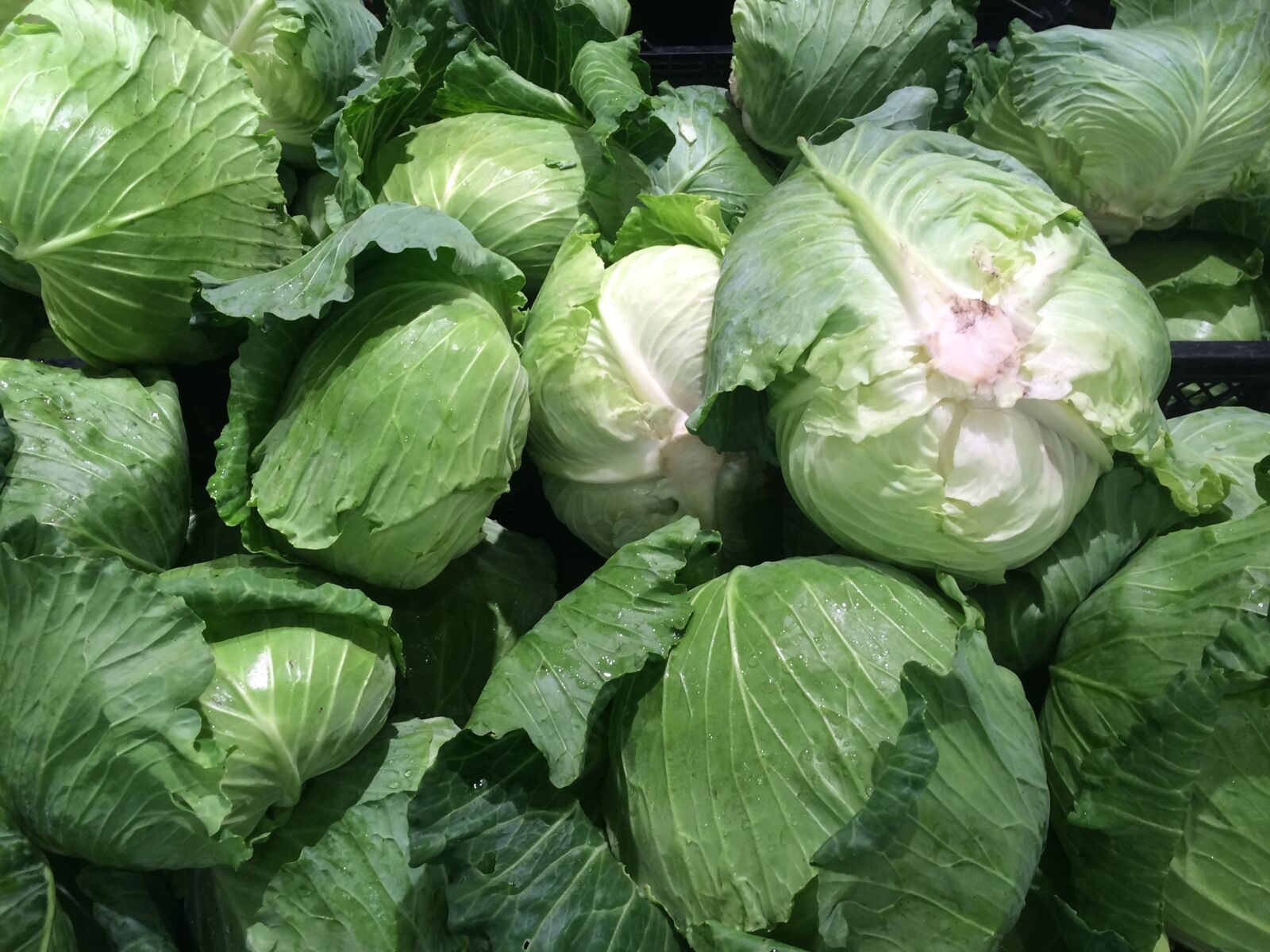 iPhone 5s back camera 4.15mm f/2.2 sample photo. Cabbage, green, pile up photography