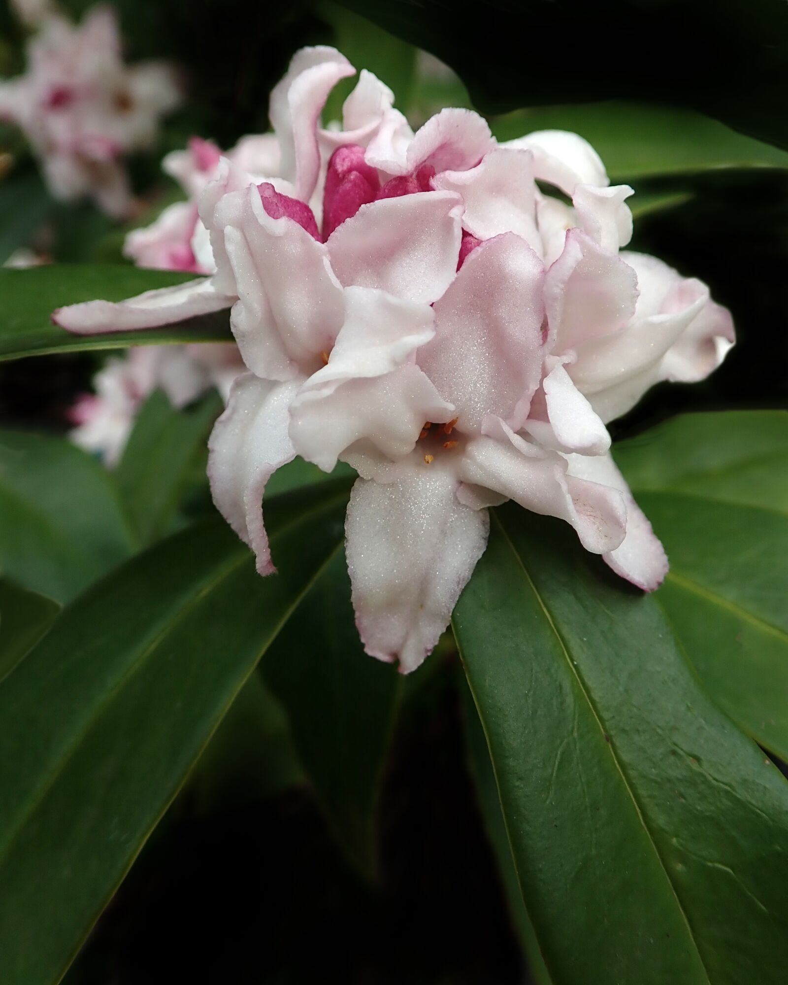 Olympus TG-5 sample photo. Daphne, flower, fragrant photography