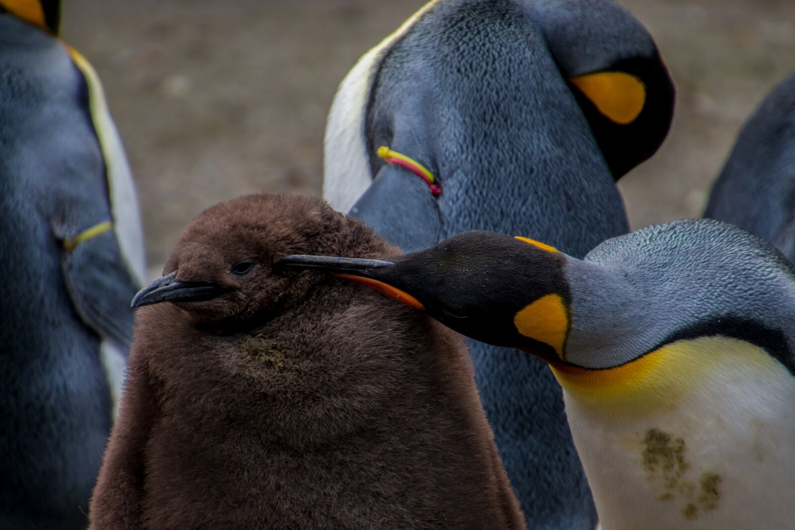 Canon EOS 70D sample photo. Emperor penguin, penguin, young photography