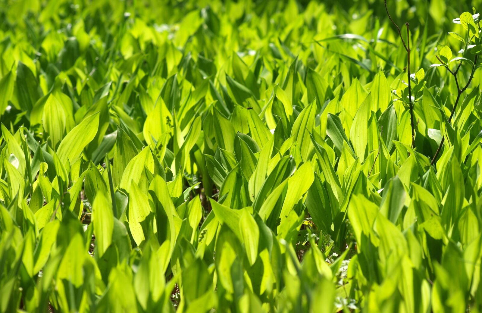 Olympus E-520 (EVOLT E-520) sample photo. Konwalie, forest, plants photography