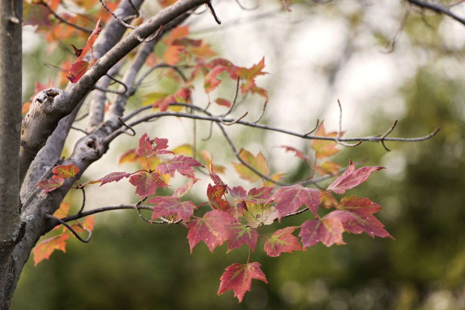 Nikon D810 sample photo. Fall, red, leaves photography
