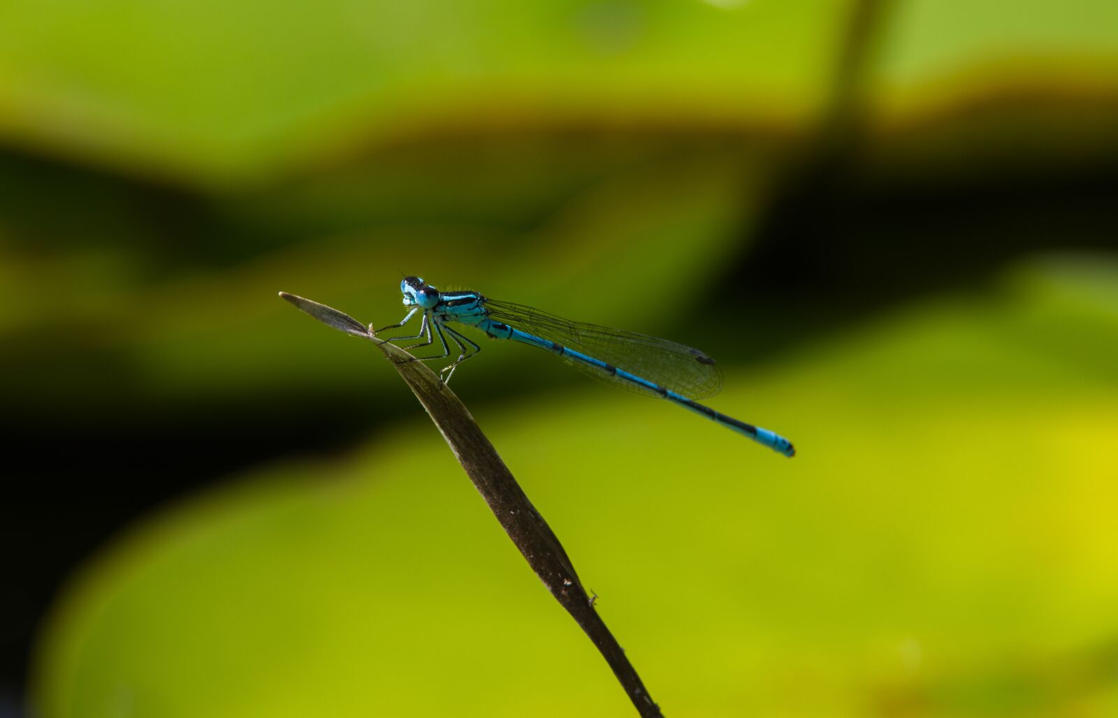 Pentax K-70 sample photo. Dragonfly, water, nature photography