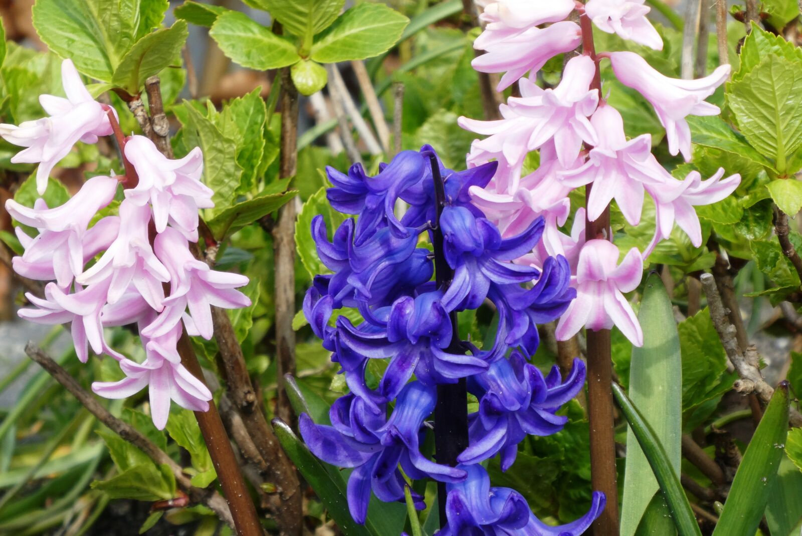 Panasonic Lumix DC-ZS70 (Lumix DC-TZ90) sample photo. Hyacinth, voorjaarsbloem, bloom photography