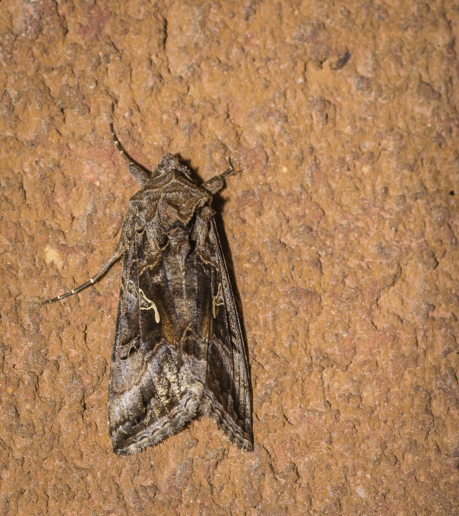 Nikon D7200 + Tokina AT-X Pro 100mm F2.8 Macro sample photo. Moth, lepidoptera, night photography