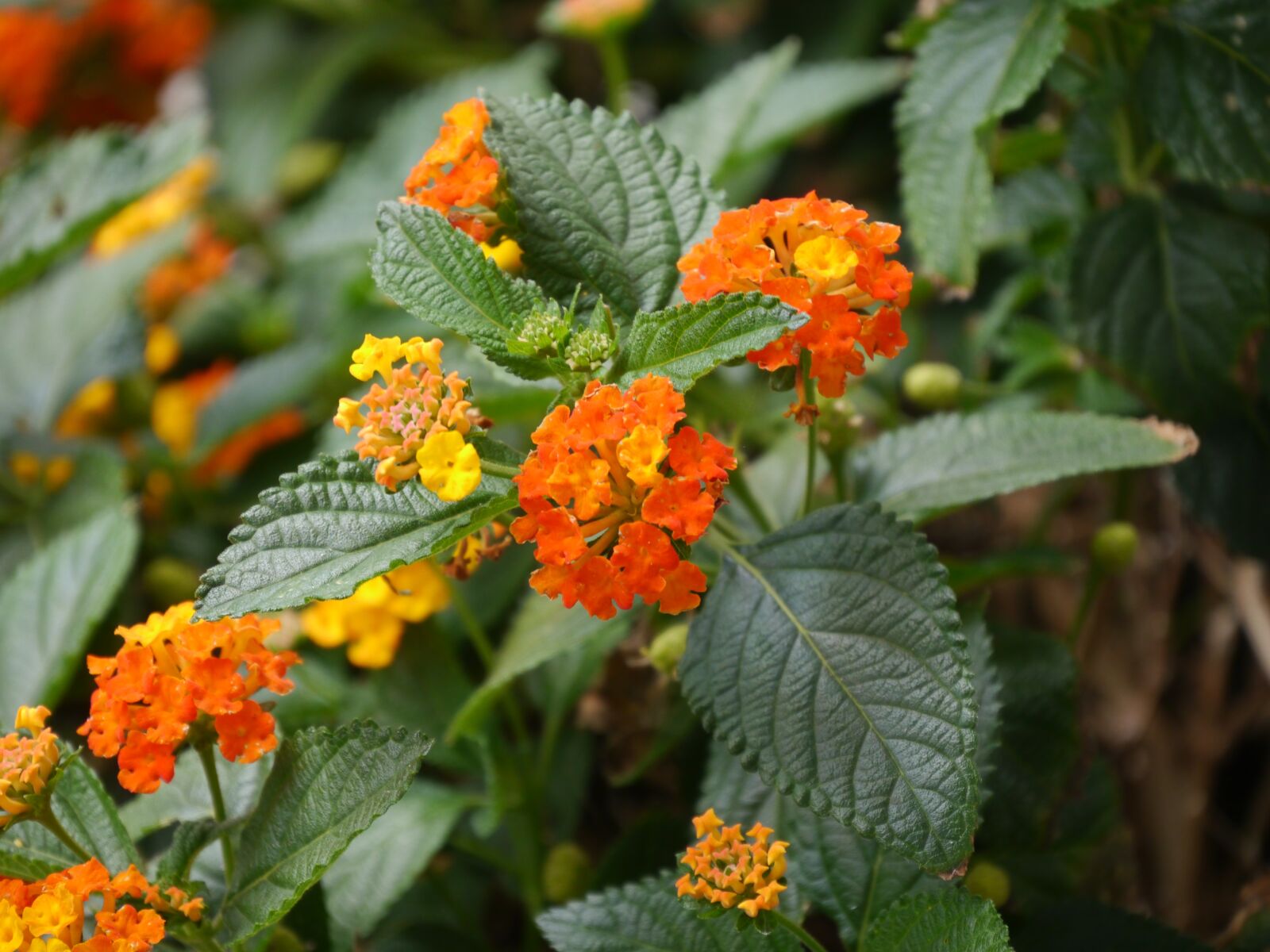 Panasonic Lumix DMC-G5 sample photo. Lantana, nature, plant photography