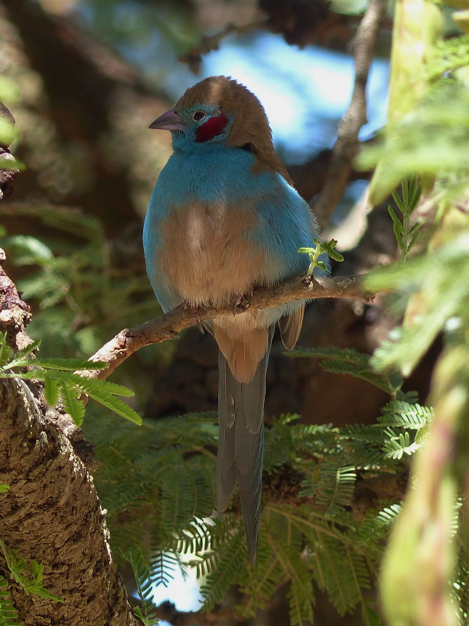 Panasonic Lumix DMC-FZ200 sample photo. Ethiopia, bird, animal photography