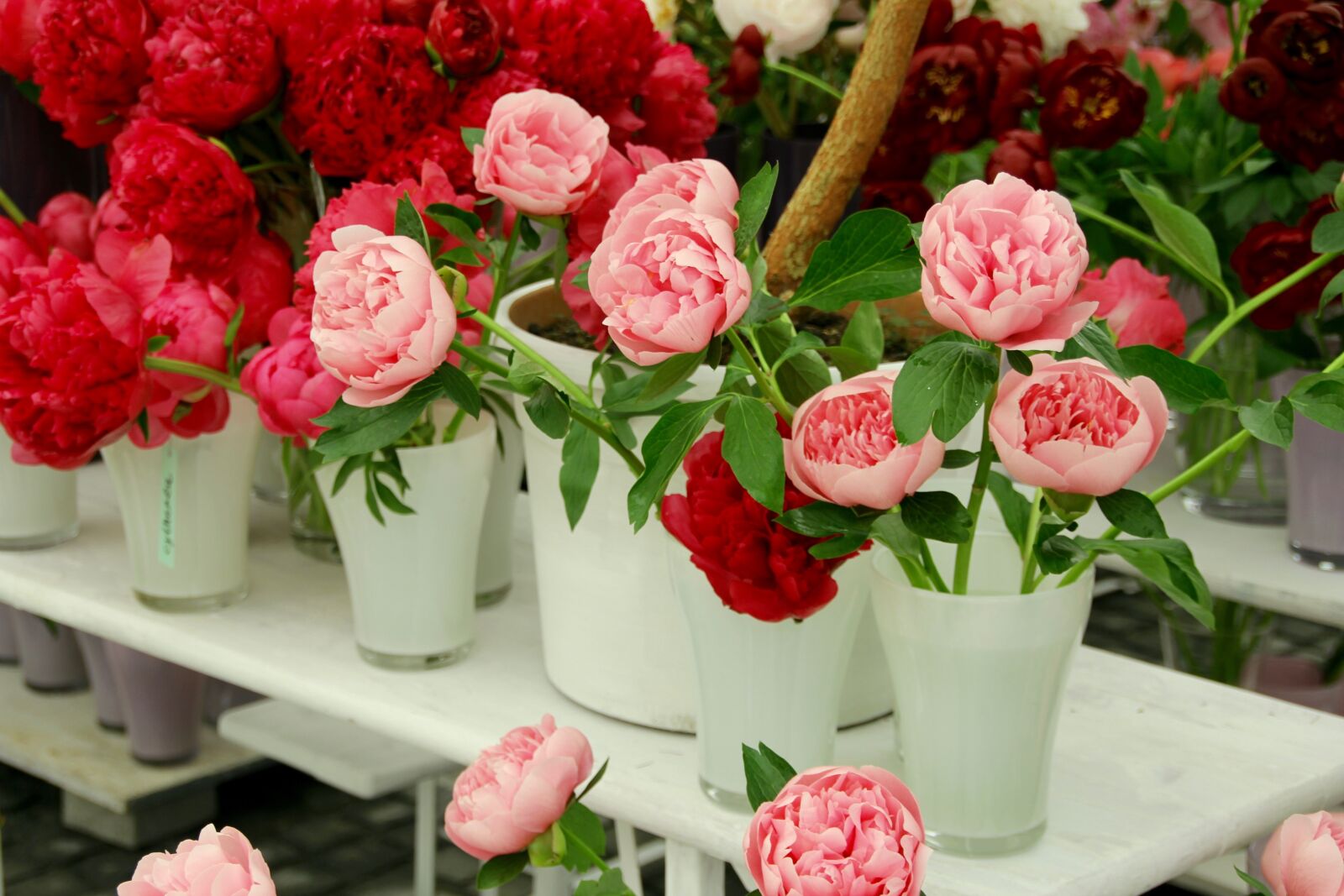 Canon EOS 60D sample photo. Wild rose, roses, open photography