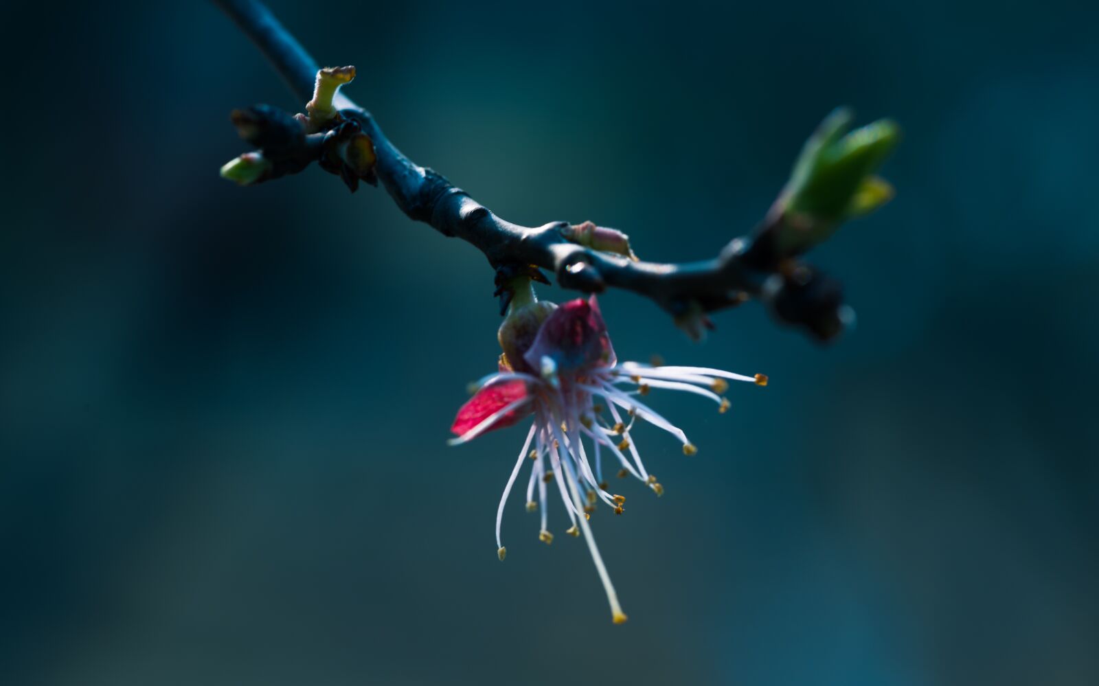 Nikon D810 sample photo. Leaf, nature, flower photography
