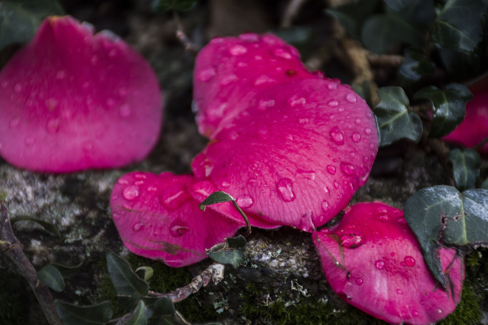 Nikon D5600 sample photo. Nature, plant, flower photography
