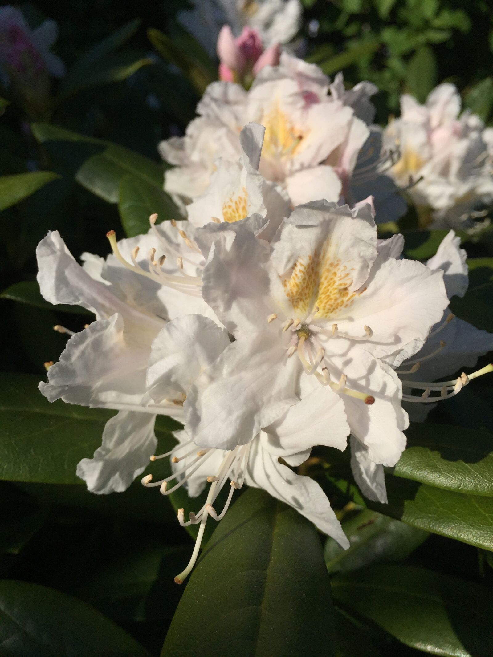 Apple iPhone 6 sample photo. Flower, rhododendron photography