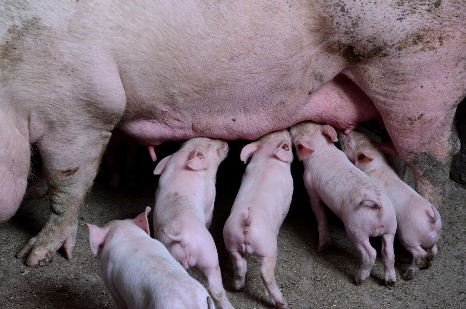 Nikon D7000 sample photo. Pig, farms, journey photography