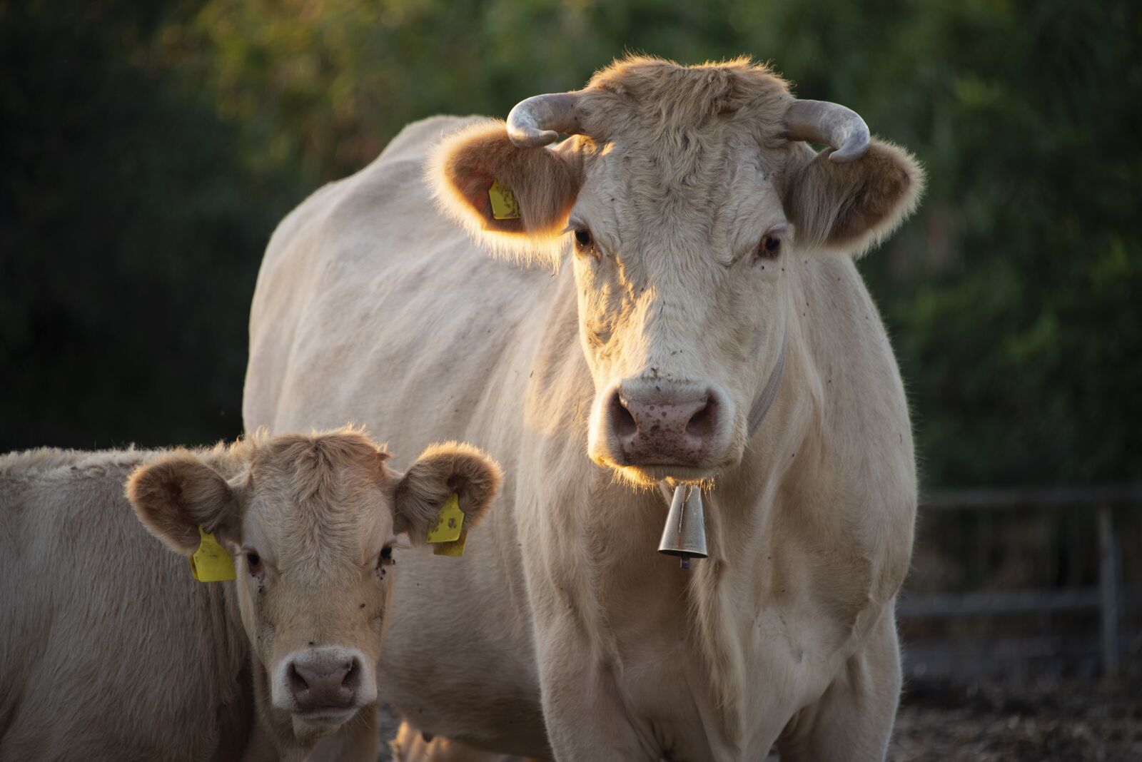 Nikon D600 sample photo. Cow, calf, cattle photography