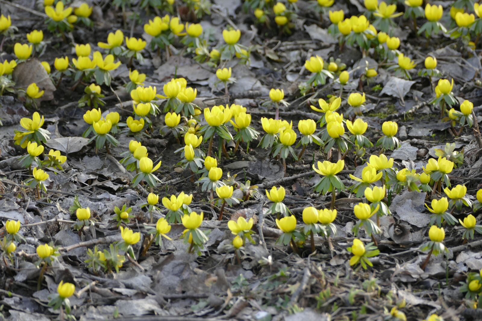 Panasonic Lumix DMC-FZ1000 sample photo. Spring, 1, may photography